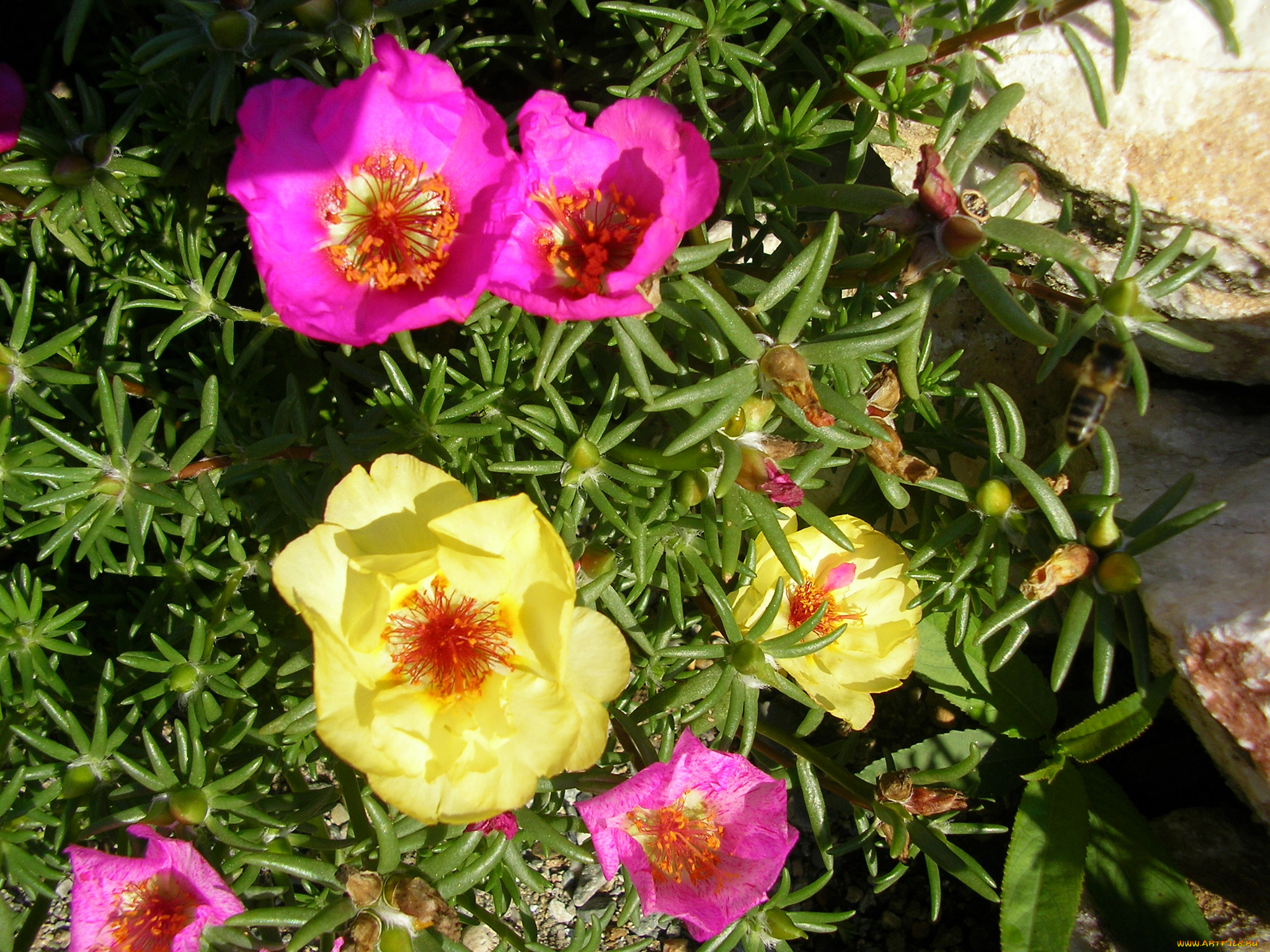 цветы, портулак, portulaca, дандур