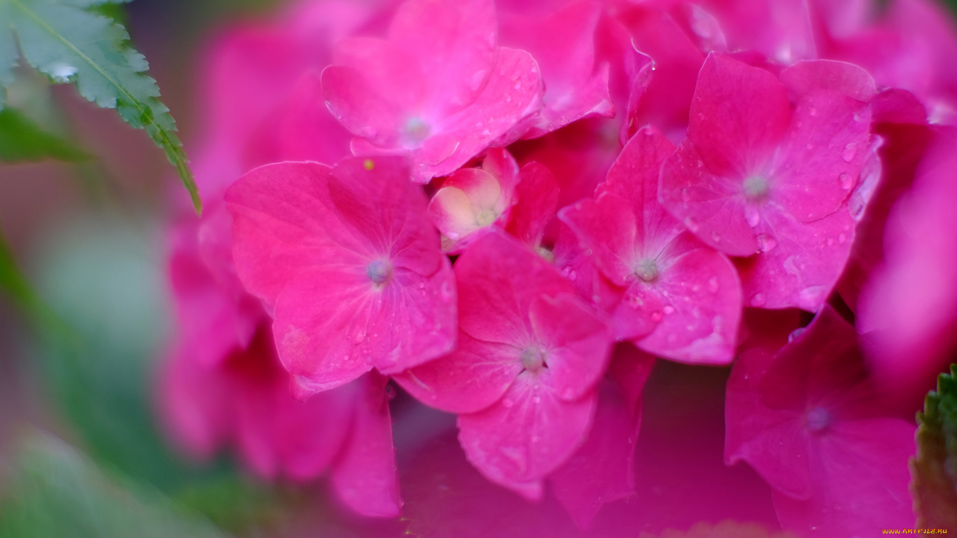 цветы, гортензия, splendor, petals, flowers, blue, hydrangea, пышность, лепестки, цветки, голубая