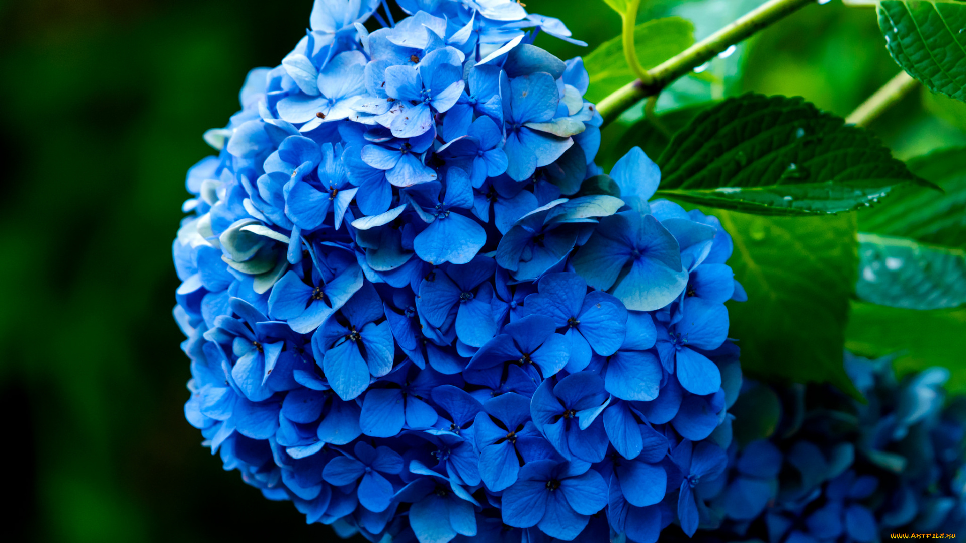 цветы, гортензия, splendor, petals, flowers, blue, hydrangea, пышность, лепестки, цветки, голубая