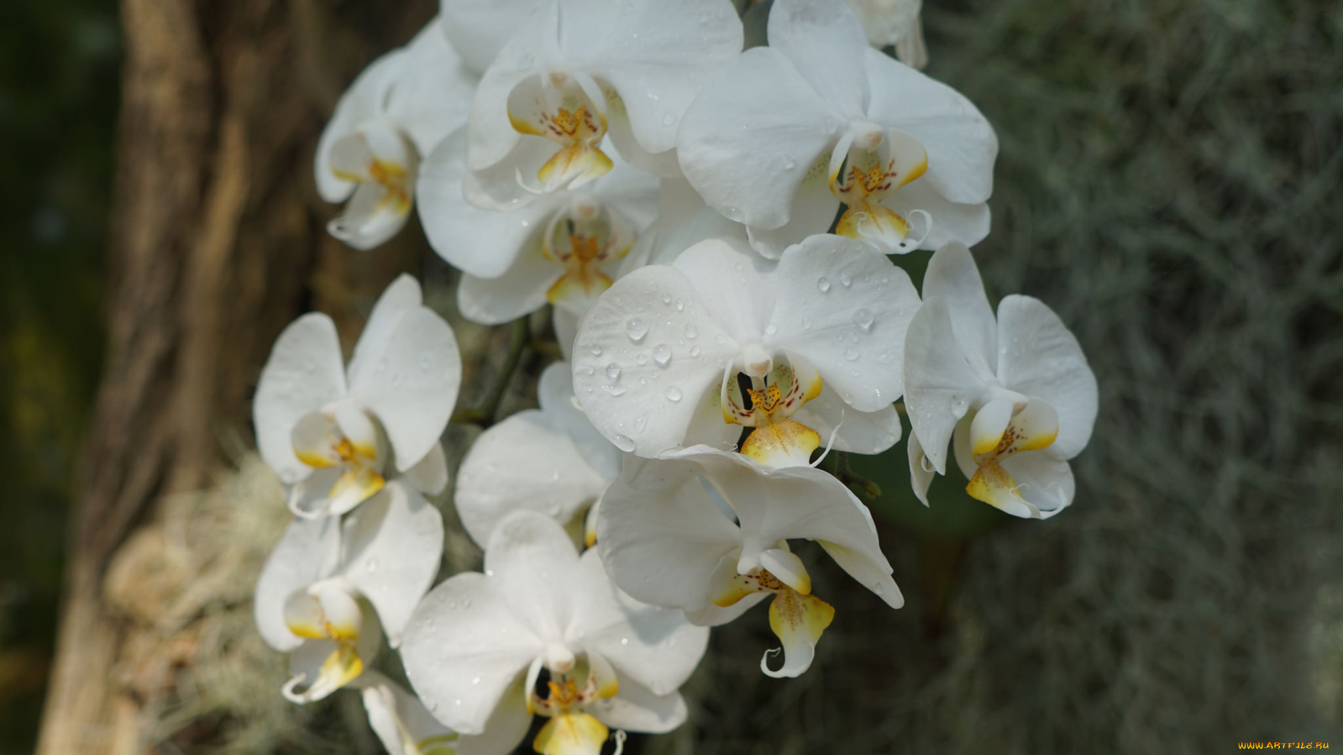 цветы, орхидеи, bloom, petals, orchid, bright, цветение, лепестки, яркая, орхидея
