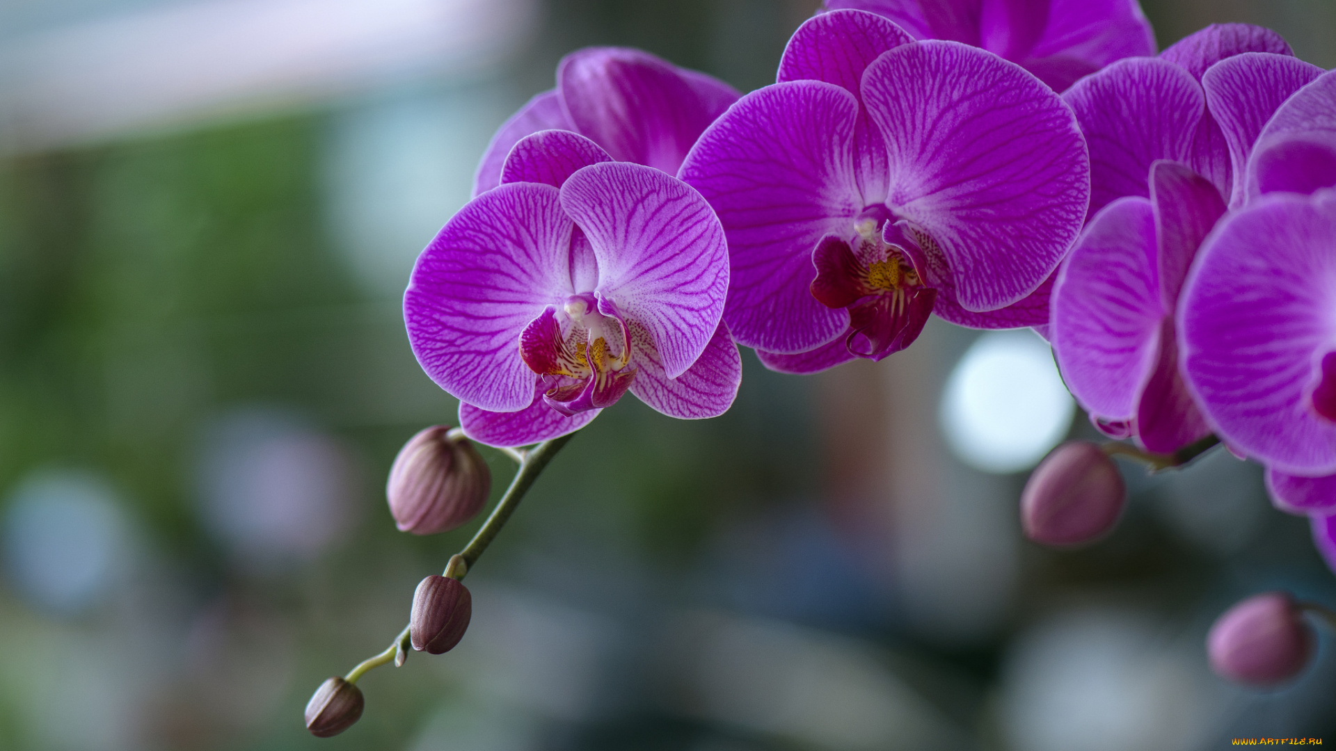 цветы, орхидеи, цветение, flowers, orchids, flowering
