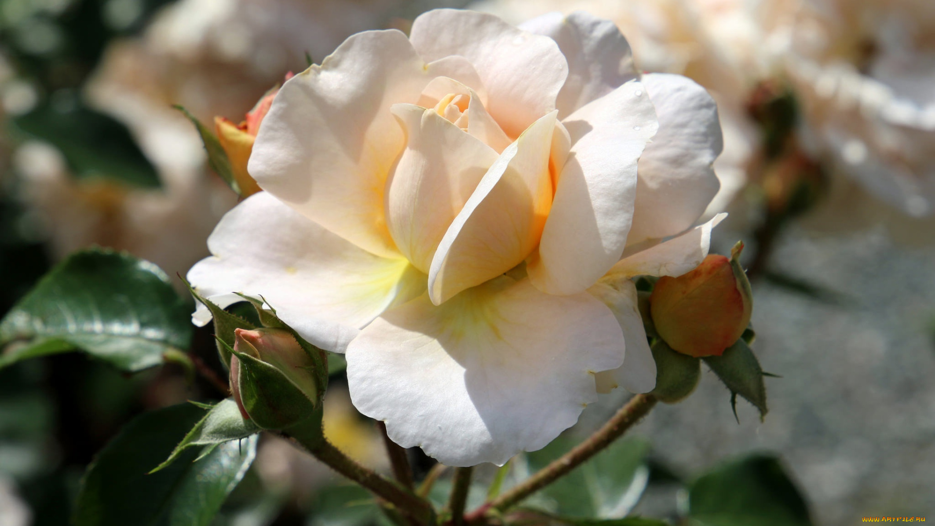 цветы, розы, роза, листья, цветение, rose, bud, petals, leaves, blossoms, лепестки, бутон