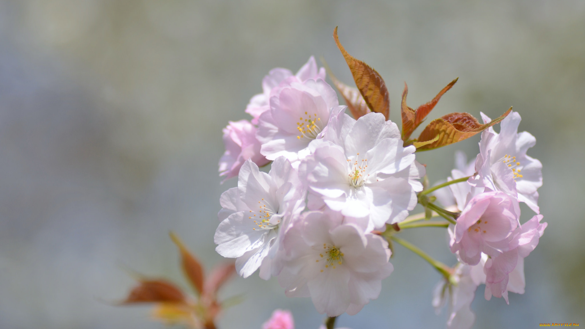 цветы, сакура, , вишня, нежнось