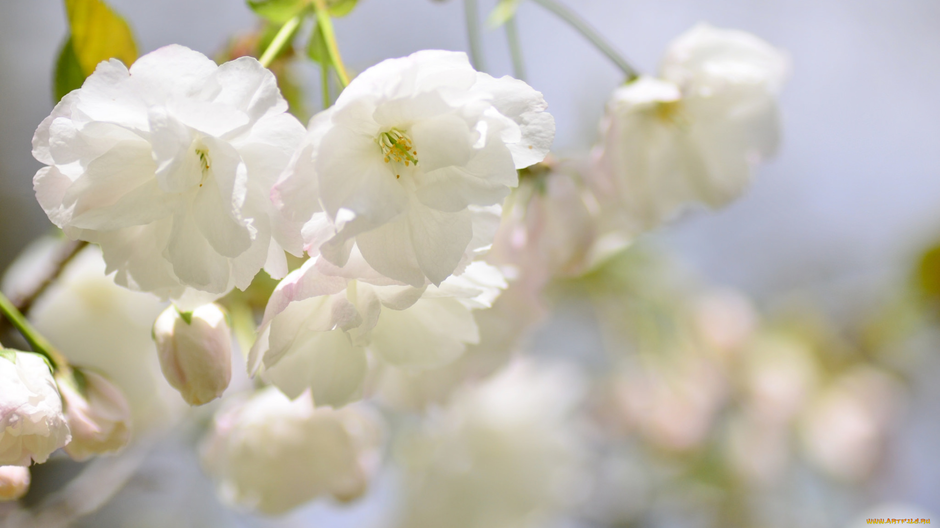 цветы, сакура, , вишня, нежность