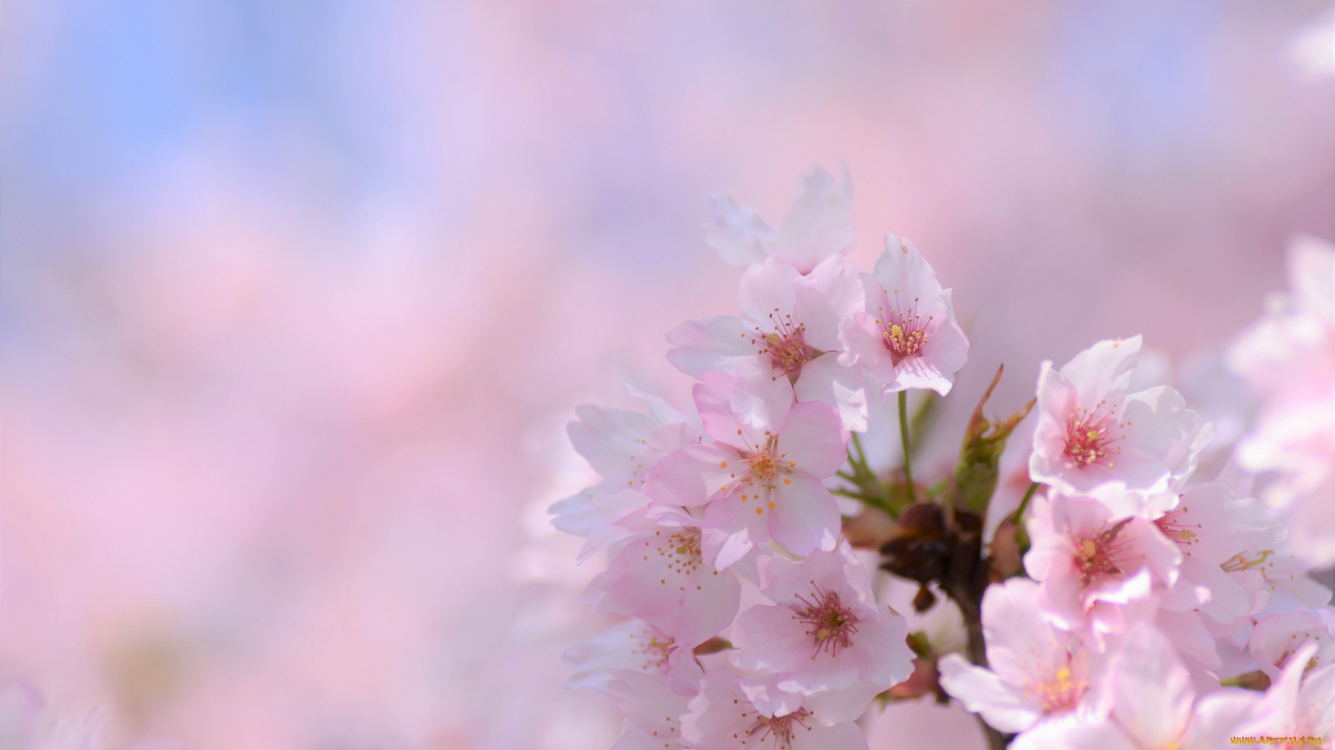 цветы, сакура, , вишня, нежность