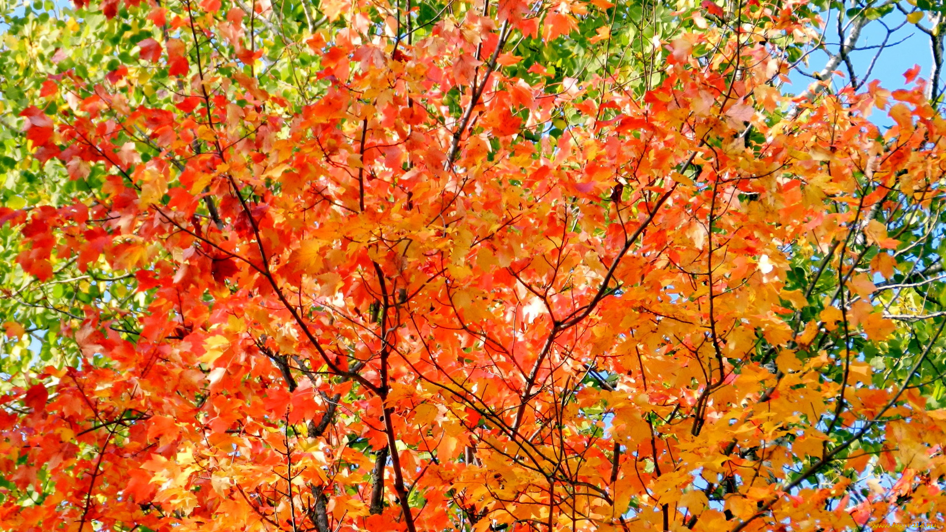 природа, листья, дерево, осень