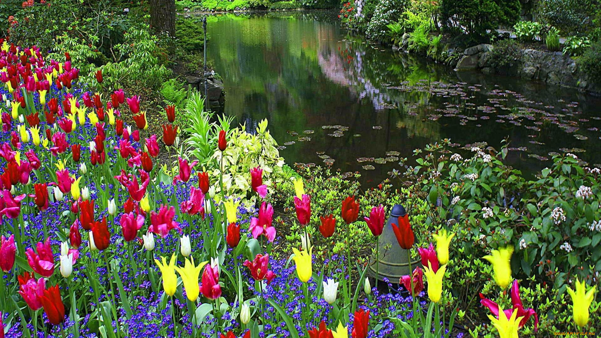 природа, парк, тюльпаны, весна, водоем