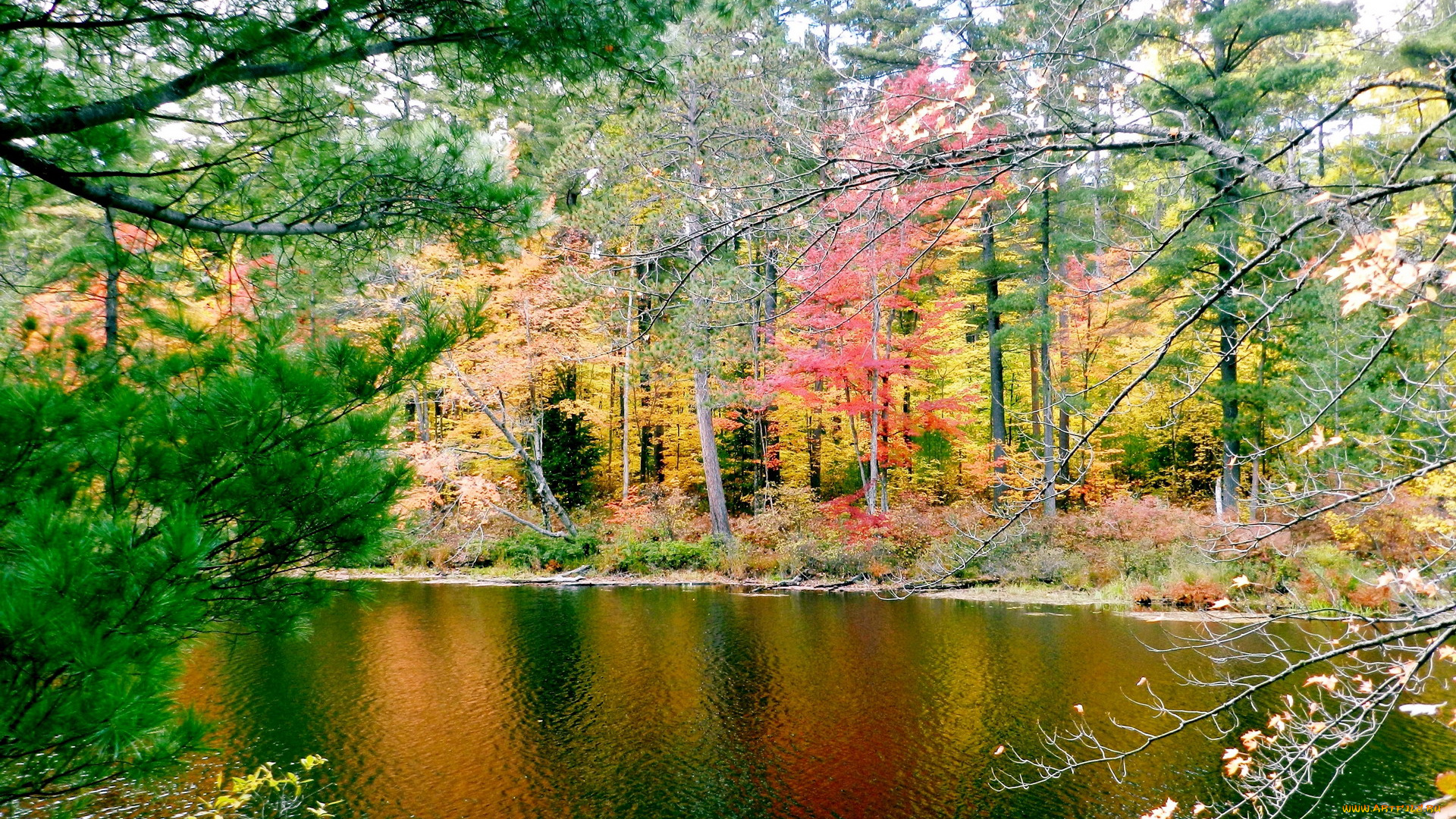 природа, реки, озера, осень, деревья, река