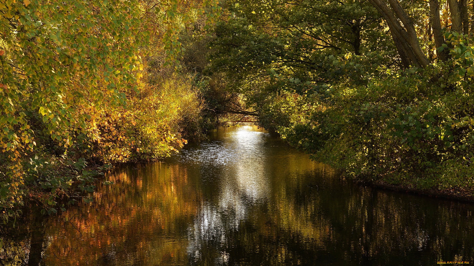 природа, реки, озера, река, лес