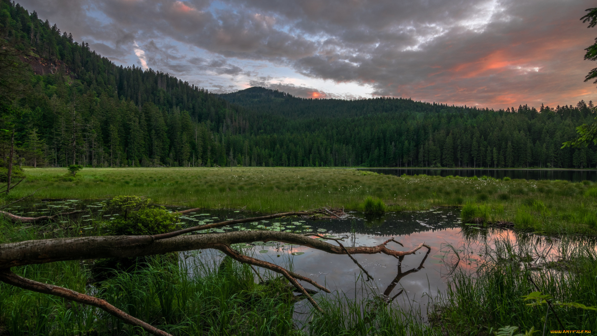 природа, реки, озера, река, лес