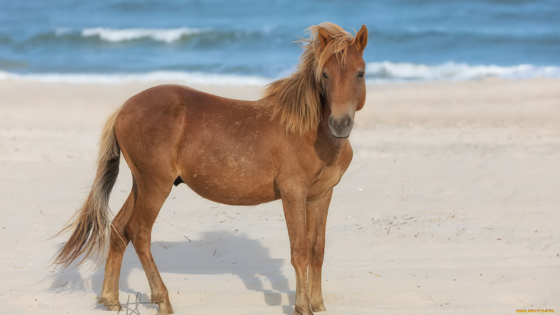 животные, лошади, horse, animal, handsome, красавцы, животное