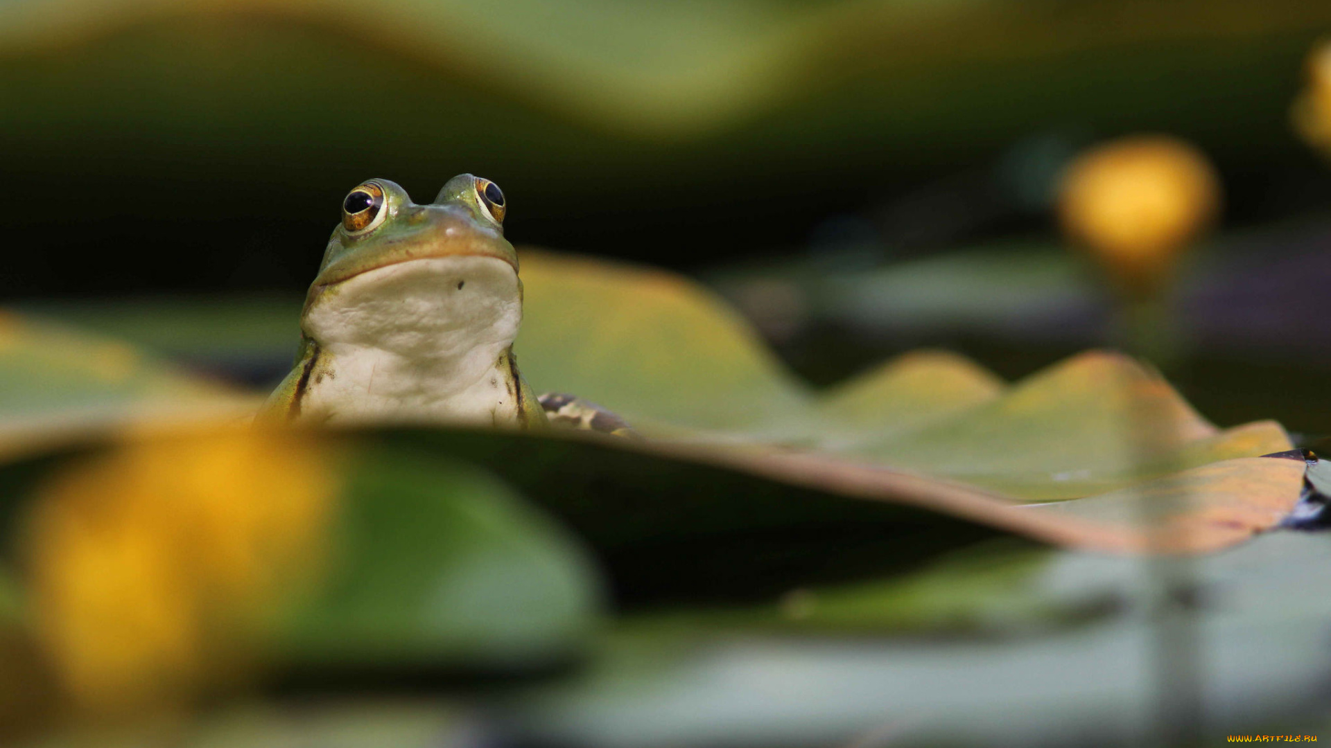 животные, лягушки, flower, frog, цветок, лягушка