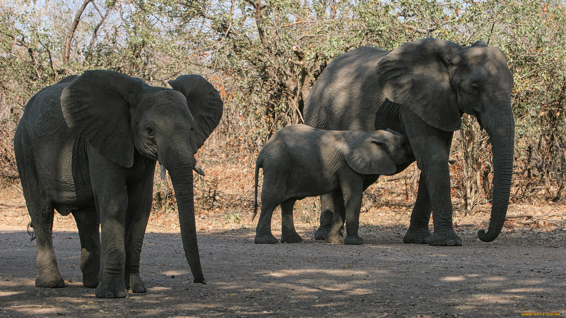 животные, слоны, хобот, большой, слон, ушки