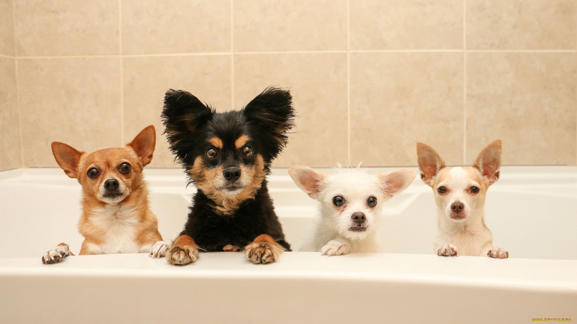 животные, собаки, банный, день, квартет, ванна
