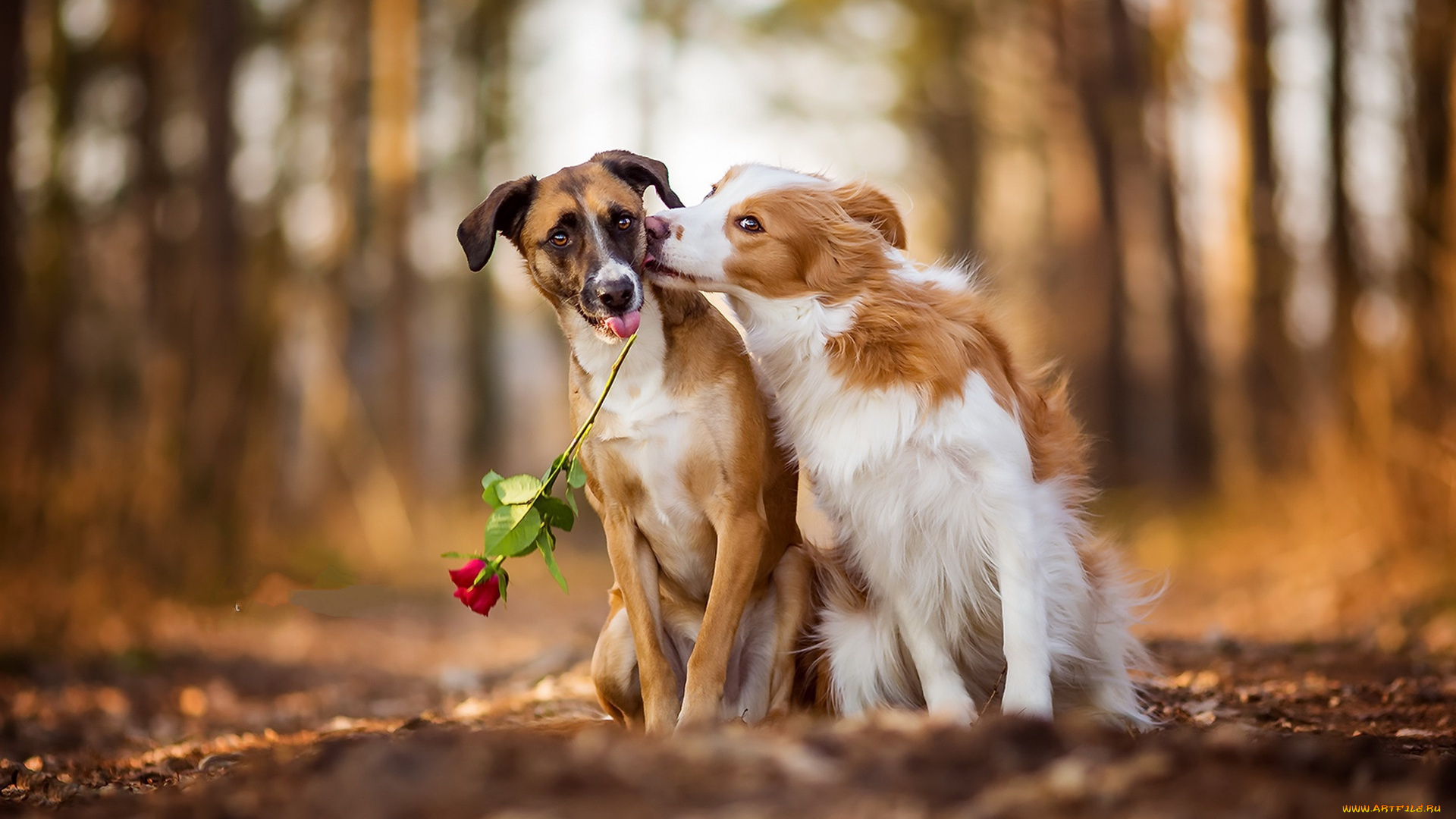 животные, собаки, двое, поцелуй, роза