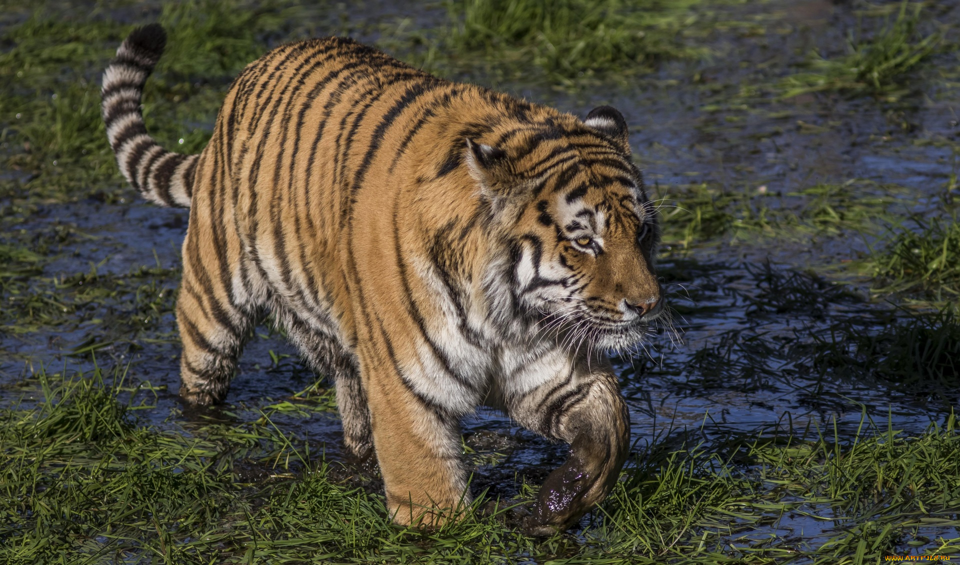 животные, тигры, грязь, трава
