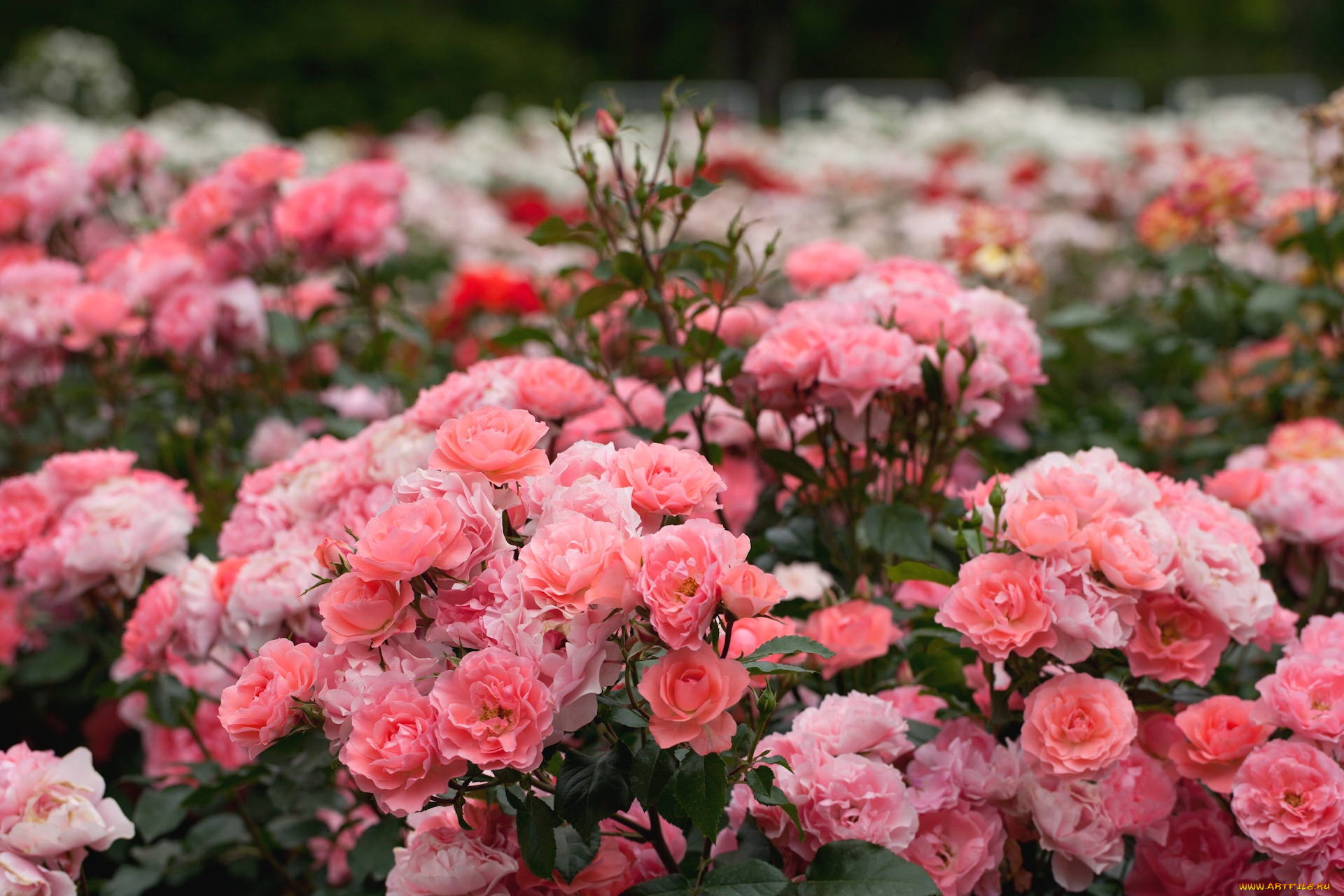 цветы, розы, розарий, кусты, розовый