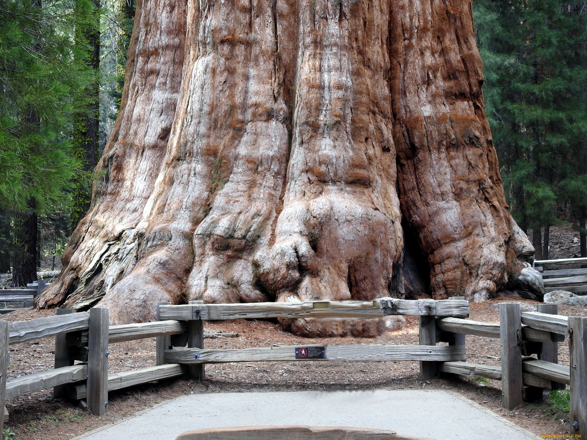 general, sherman, giant, sequoia, tree, природа, деревья, general, sherman, giant, sequoia, tree