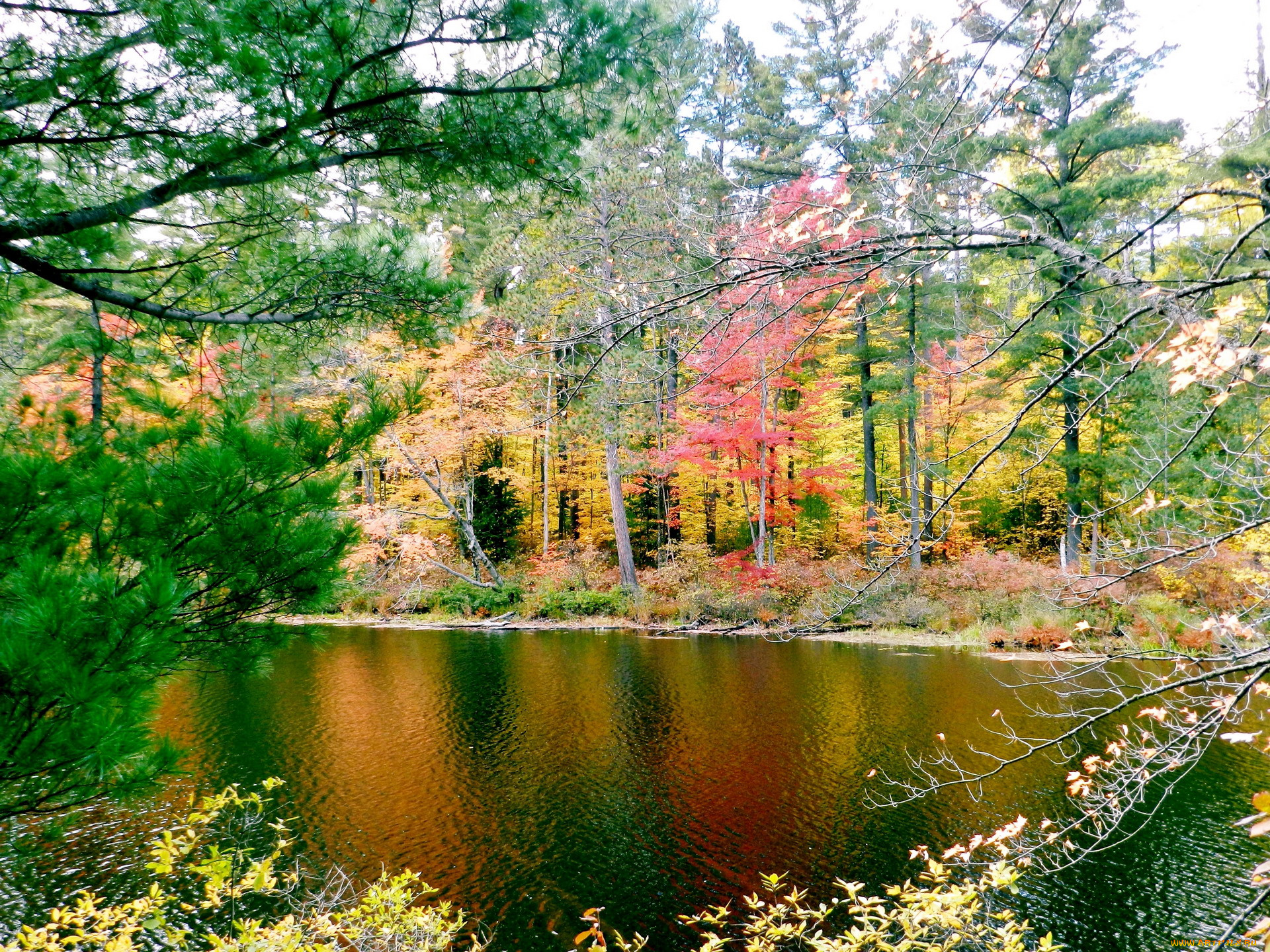 природа, реки, озера, осень, деревья, река