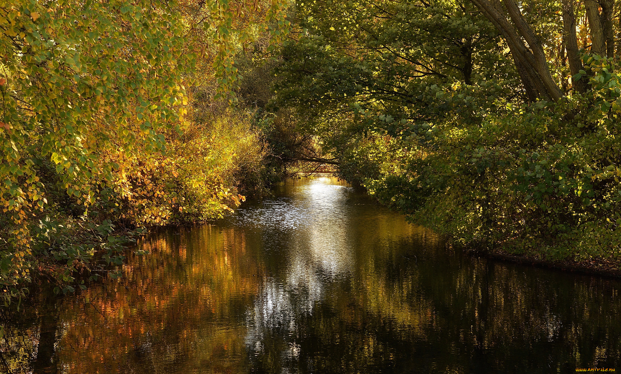 природа, реки, озера, река, лес