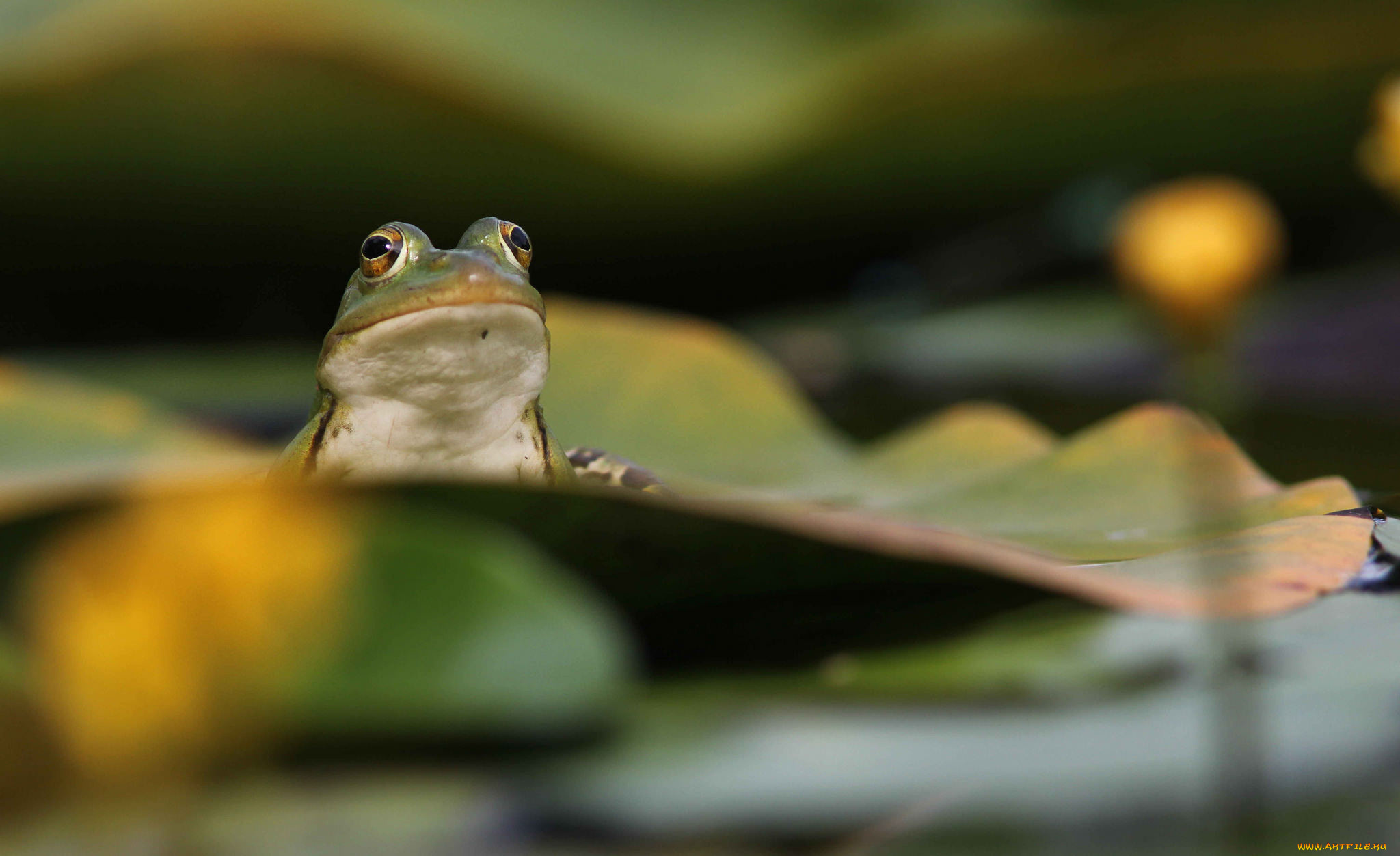 животные, лягушки, flower, frog, цветок, лягушка