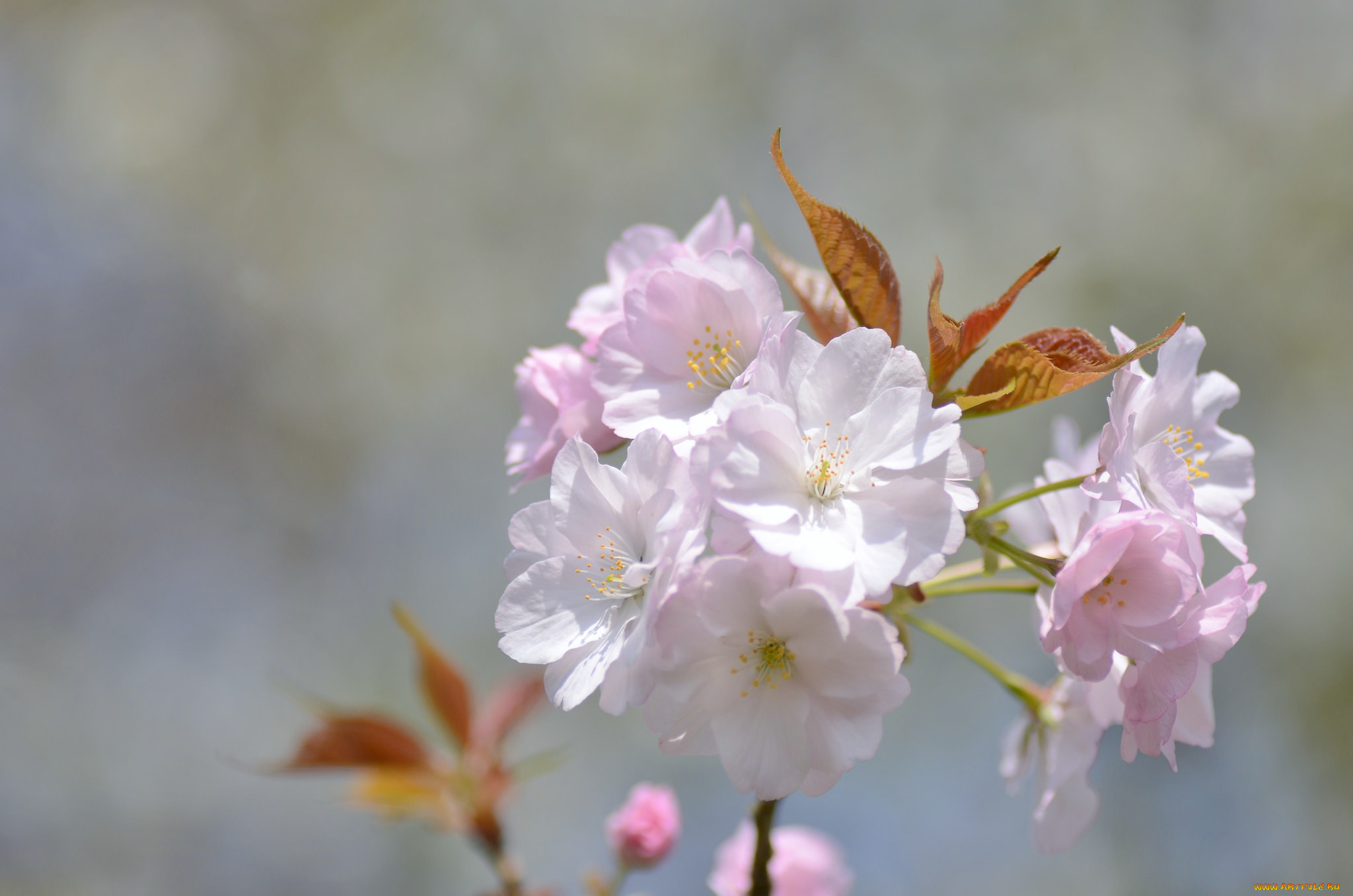цветы, сакура, , вишня, нежнось