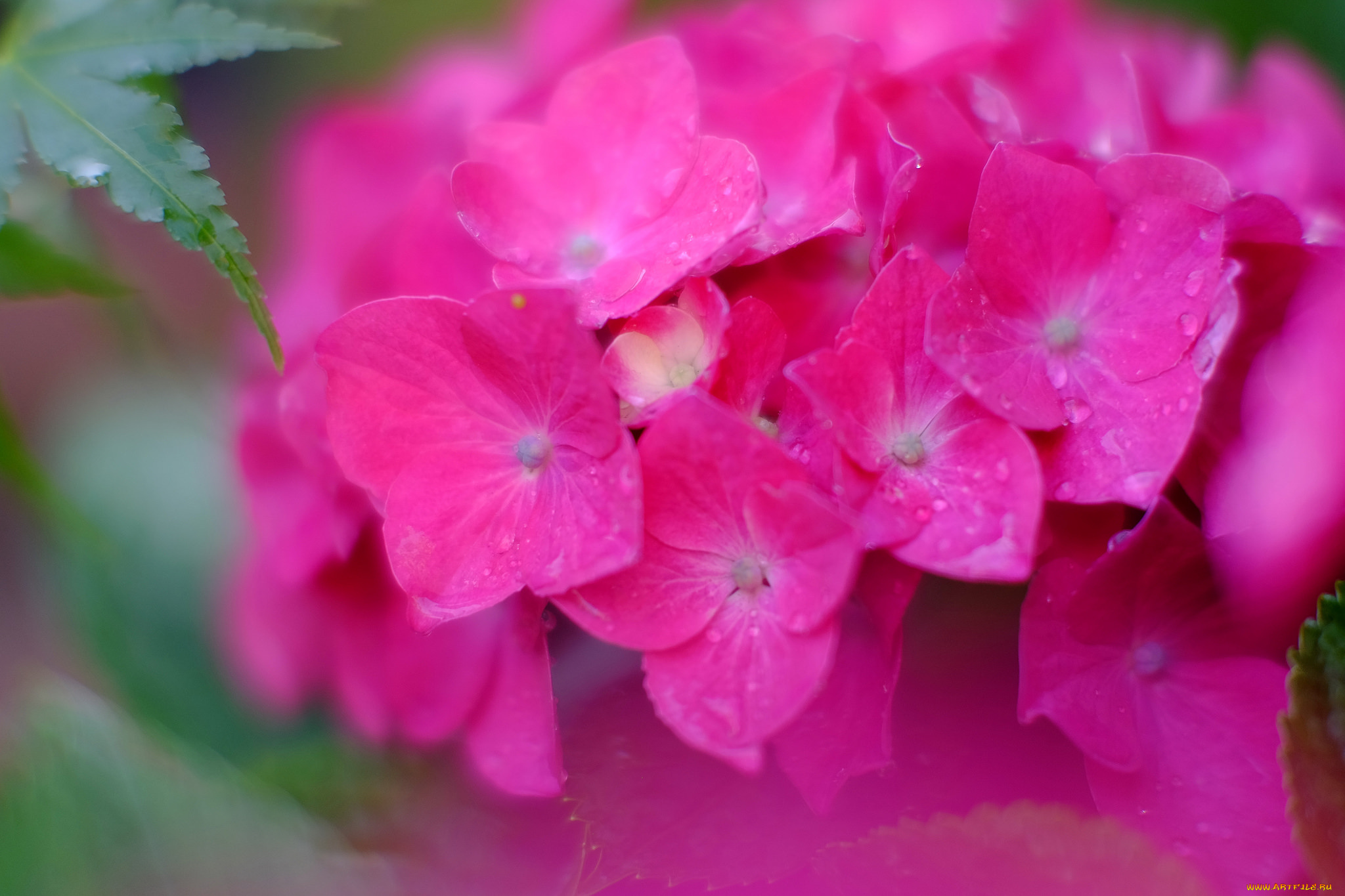 цветы, гортензия, splendor, petals, flowers, blue, hydrangea, пышность, лепестки, цветки, голубая