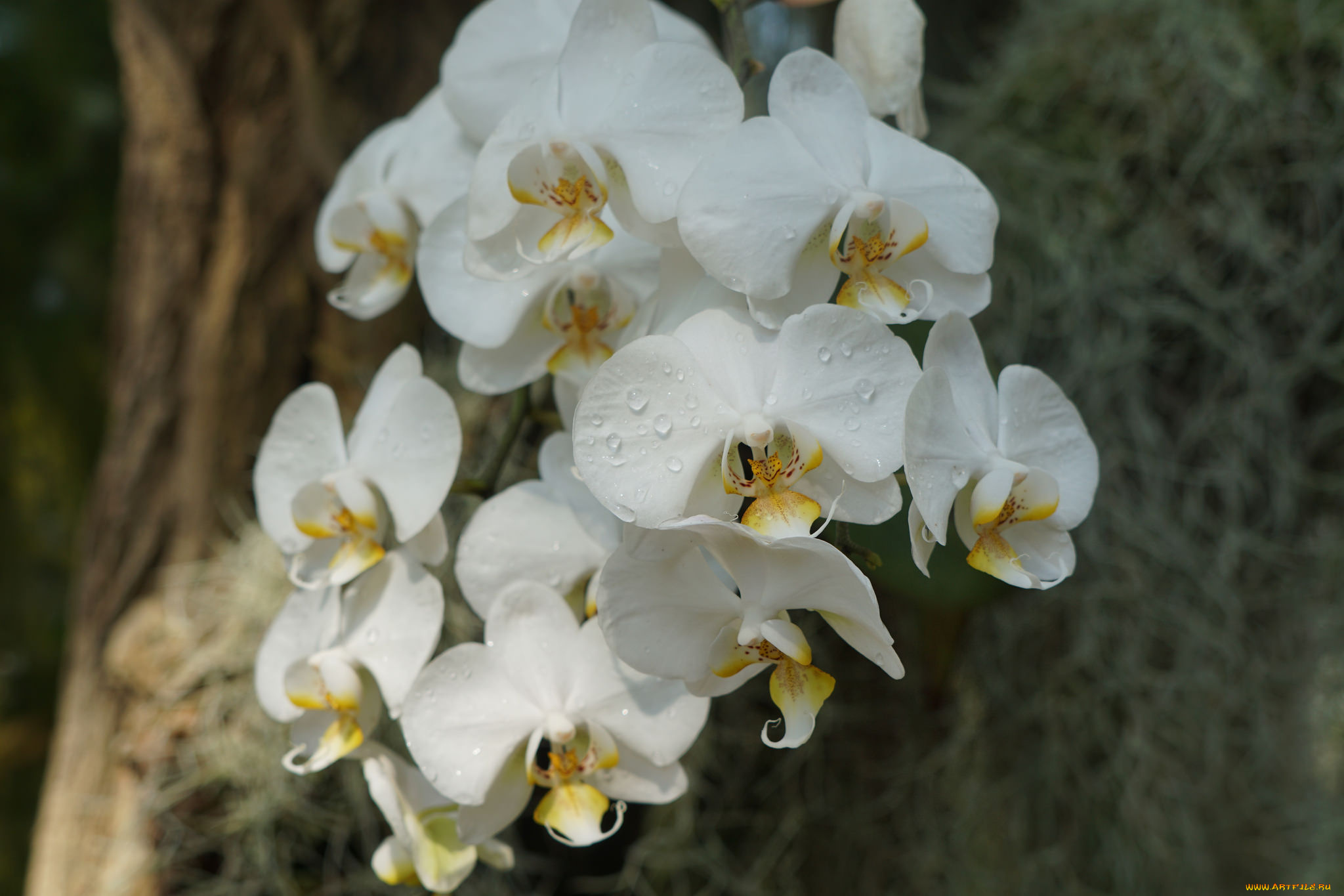 цветы, орхидеи, bloom, petals, orchid, bright, цветение, лепестки, яркая, орхидея