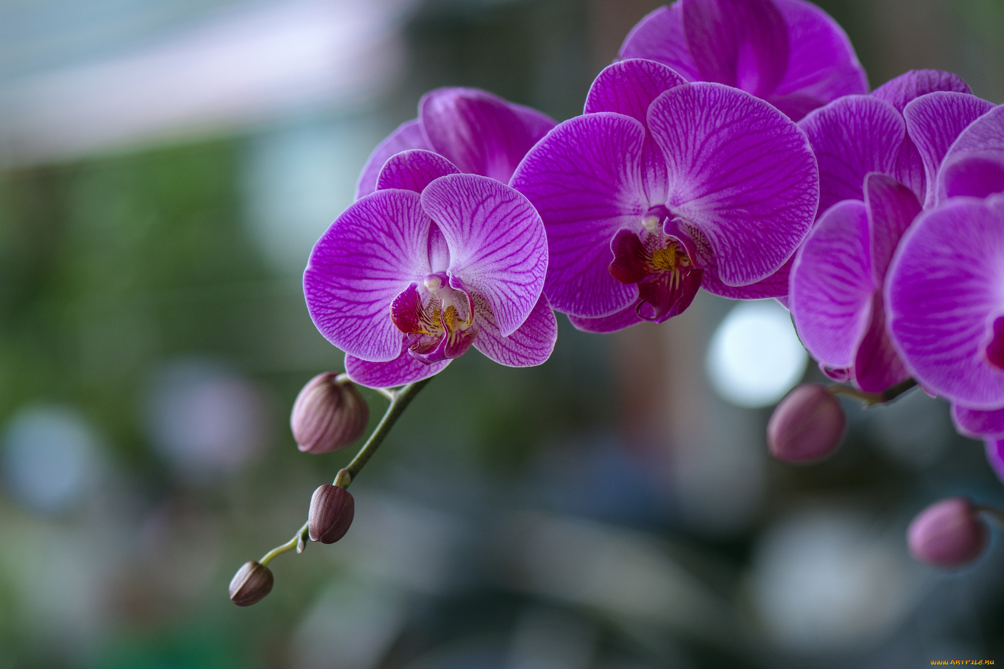 цветы, орхидеи, цветение, flowers, orchids, flowering
