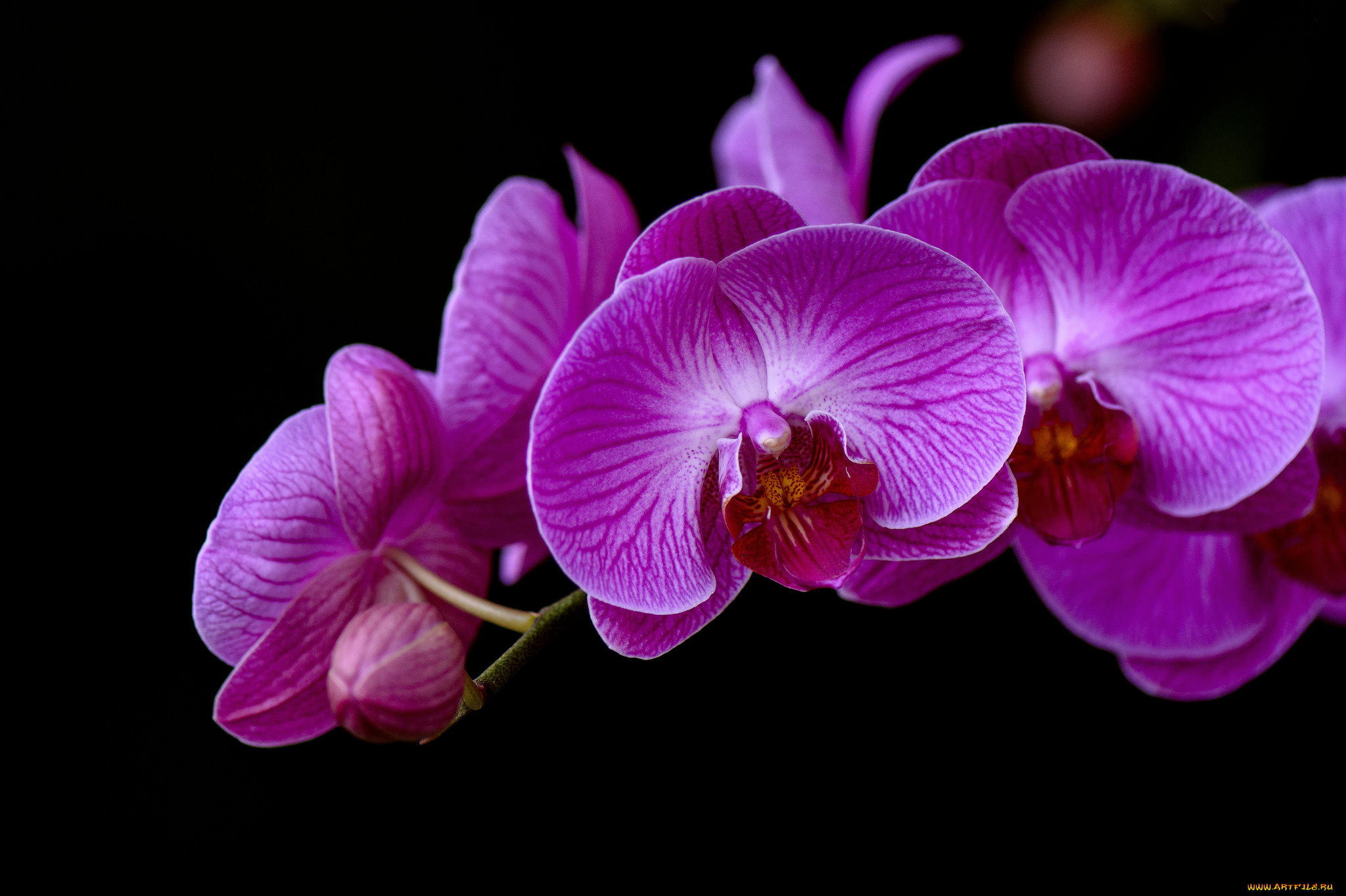 цветы, орхидеи, flowering, flowers, orchids, цветение