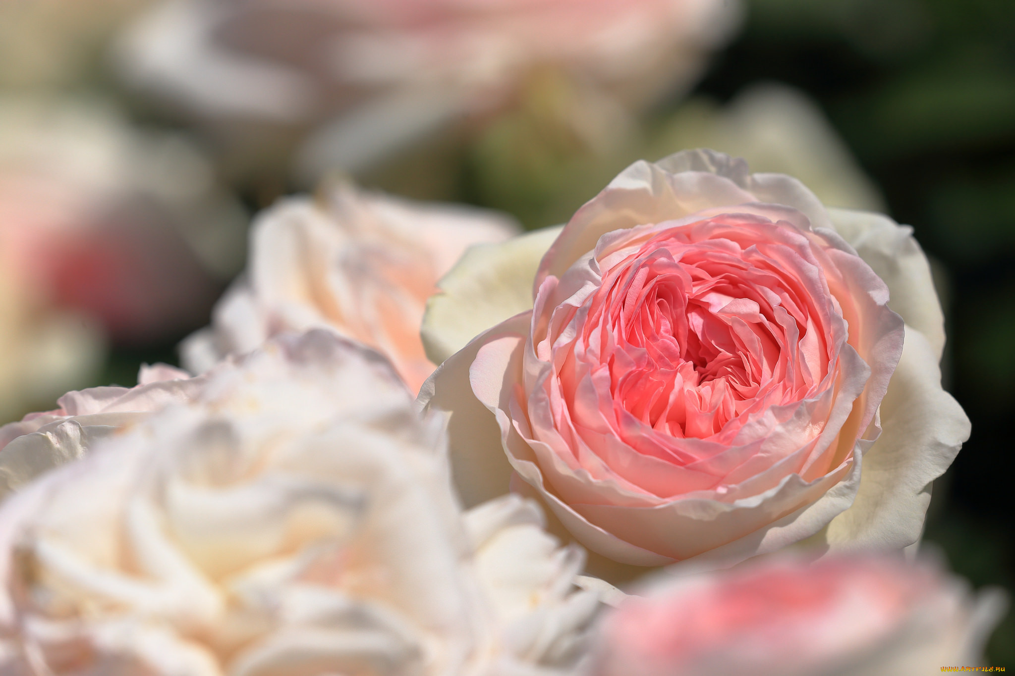 лепестки бутон роза petals Bud rose бесплатно