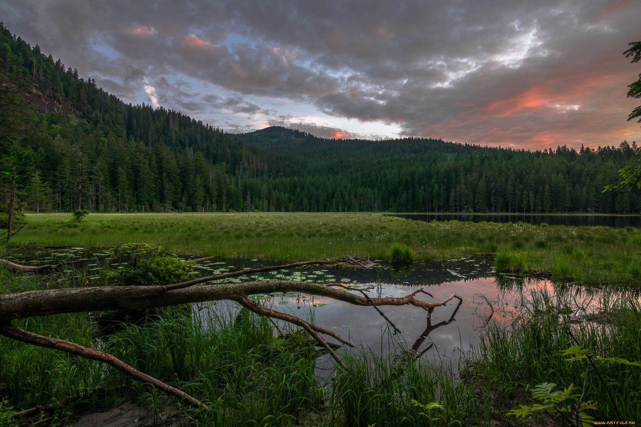 природа, реки, озера, река, лес