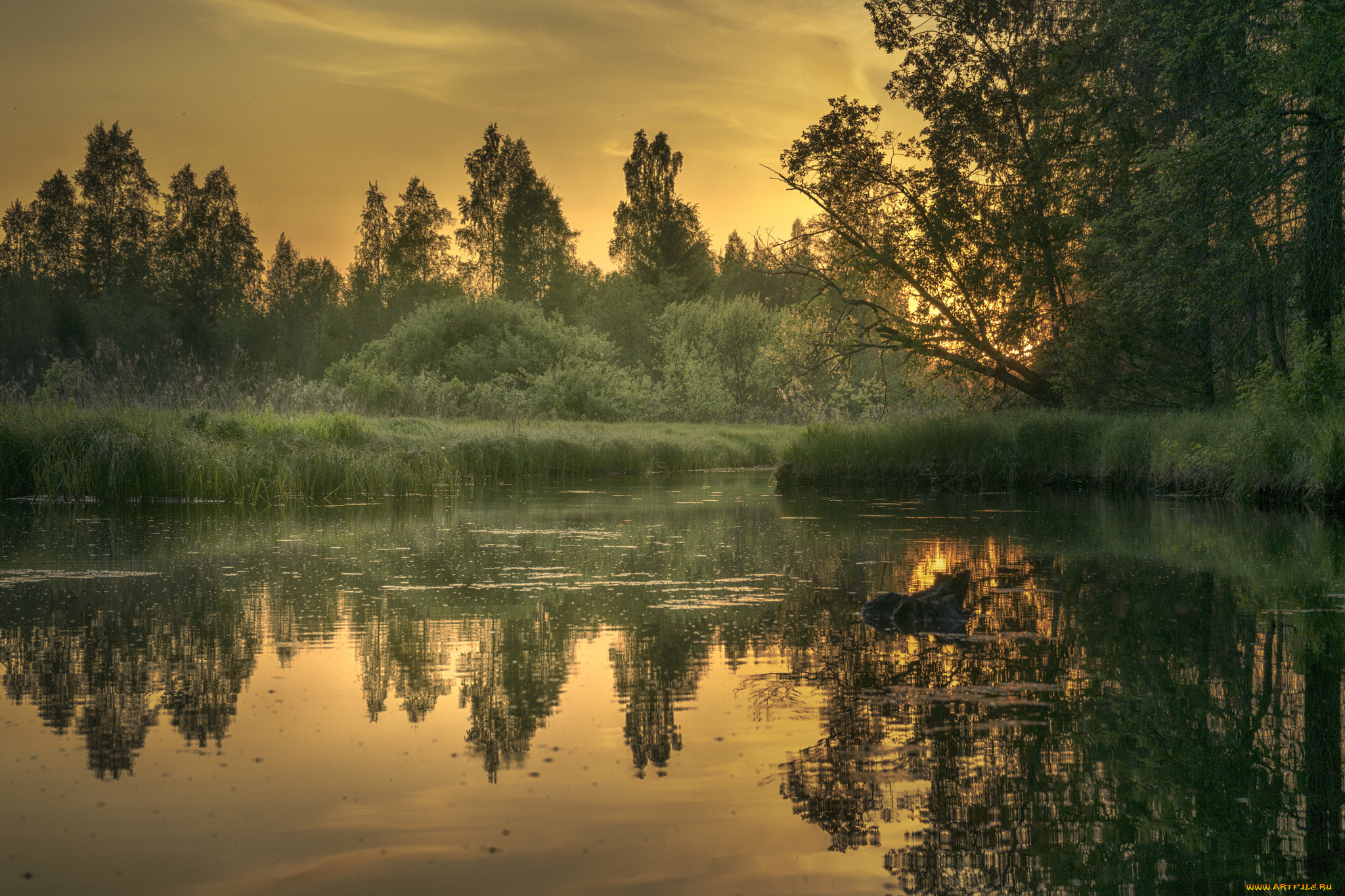 природа, реки, озера, река, лес