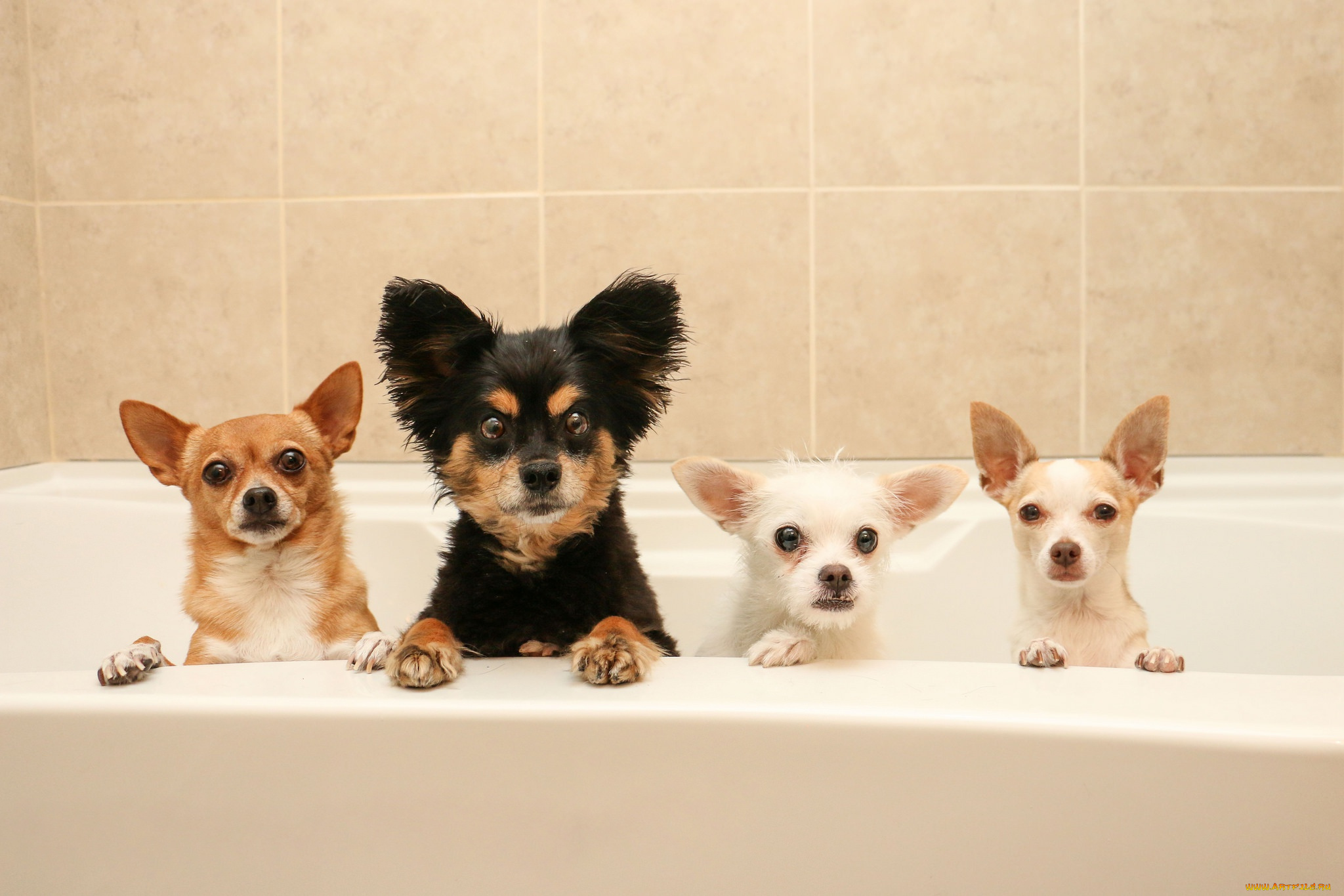 животные, собаки, банный, день, квартет, ванна