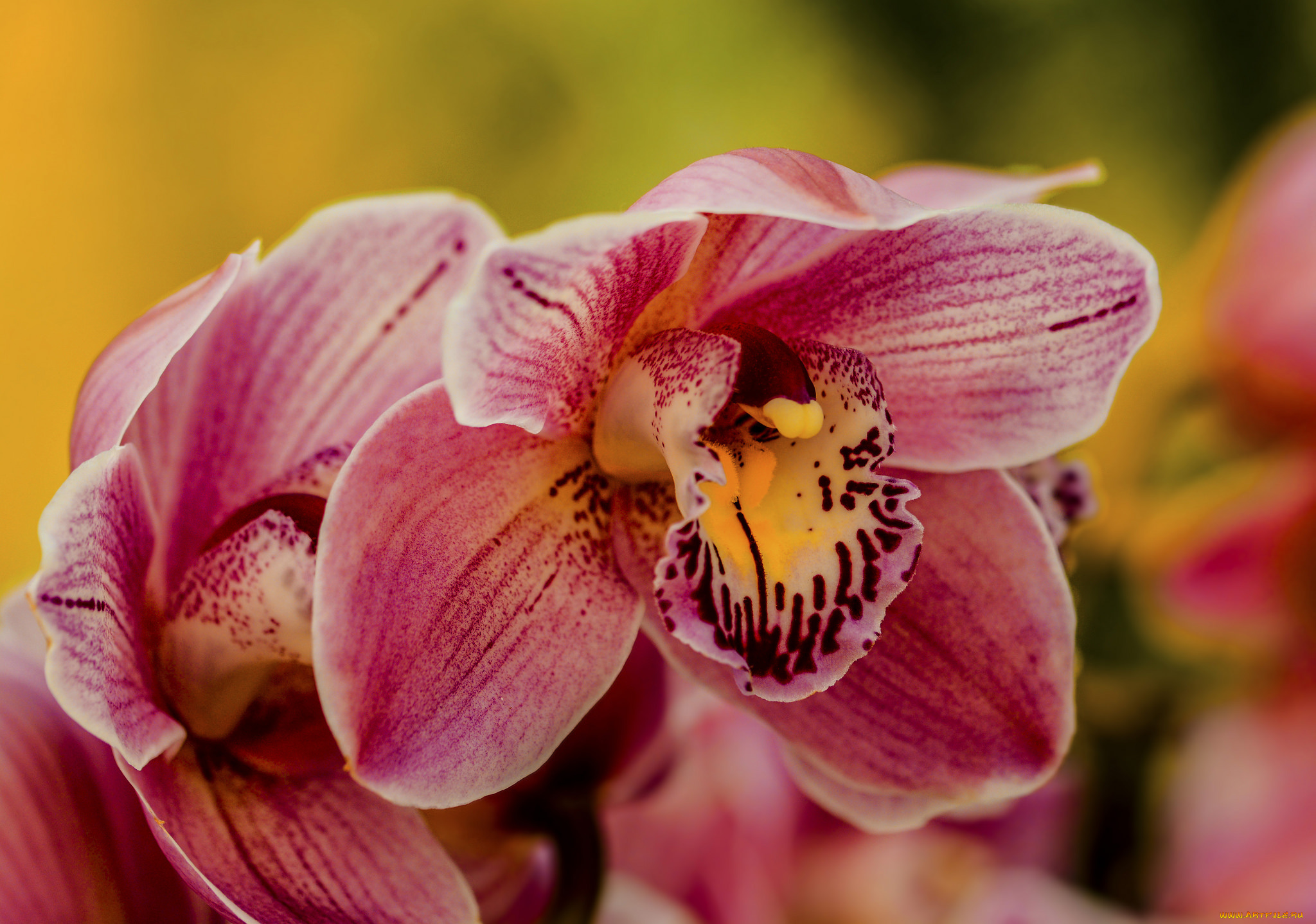 цветы, орхидеи, flowering, flowers, orchids, цветение