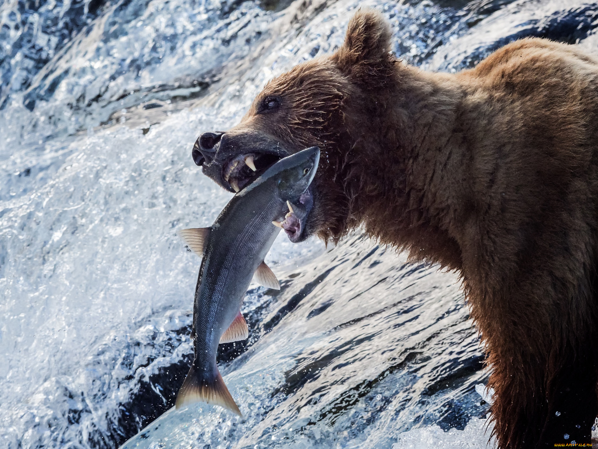 животные, медведи, аляска, медведь, рыба, река, рыбалка, гризли, вода, улов