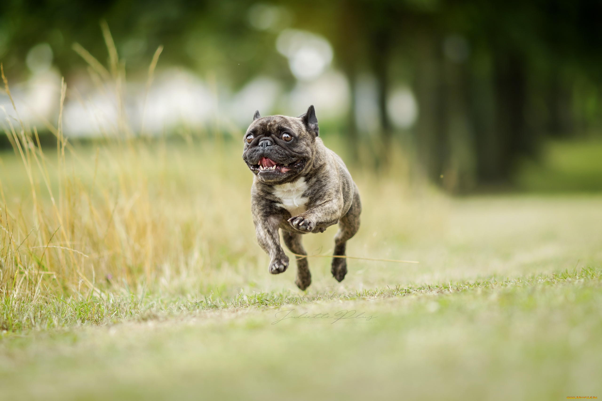 Dog is running. Французский бульдог. Французский бульдог бег. Собака бежит. Собака убегает.