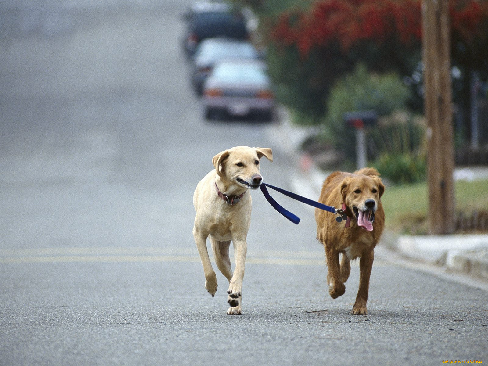dog, walking, golden, and, yellow, labrador, retriever, mix, животные, собаки