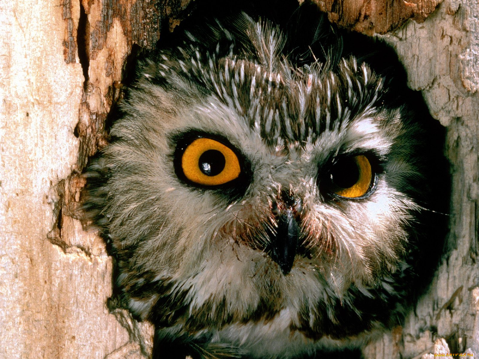 saw, whet, owl, pennsylvania, животные, совы