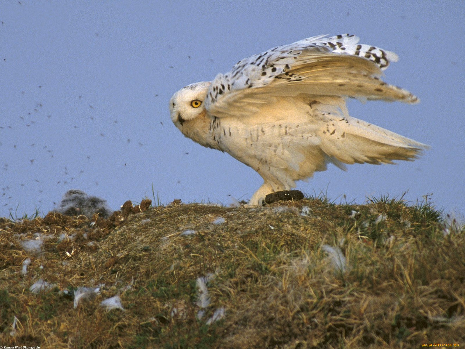 snowy, owl, arctic, national, wildlife, refuge, alaska, животные, совы