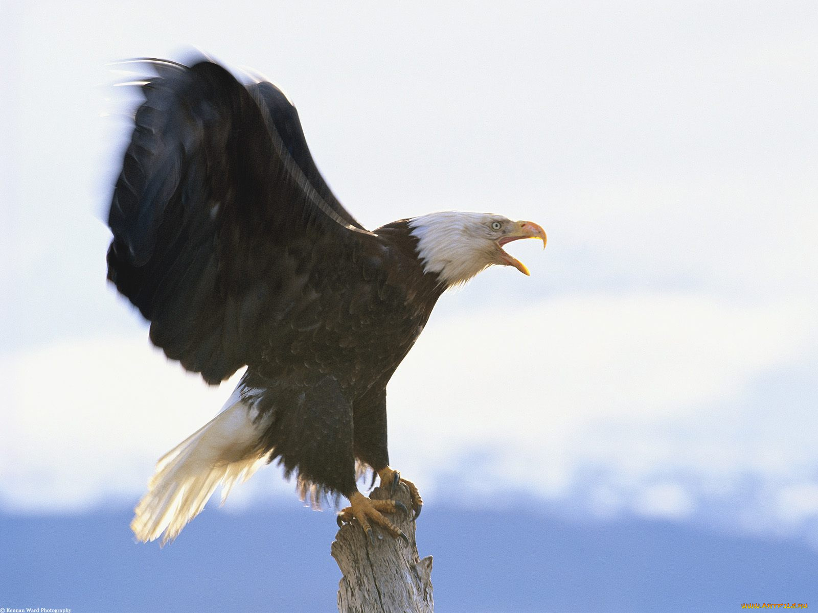 Eagle перевод. "Белоголовый Орлан". Белоголовый Орлан размах крыльев. Белоплечий Орлан самка. Гордые Орлы.