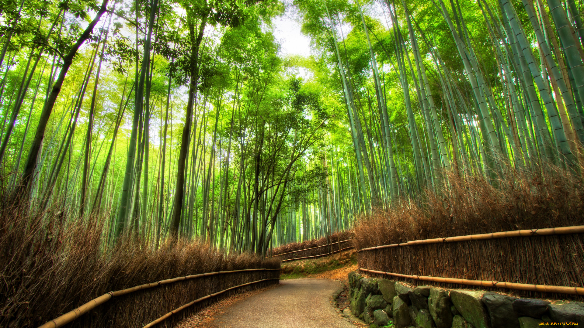 forest, природа, дороги, бамбуковый, лес, дорога