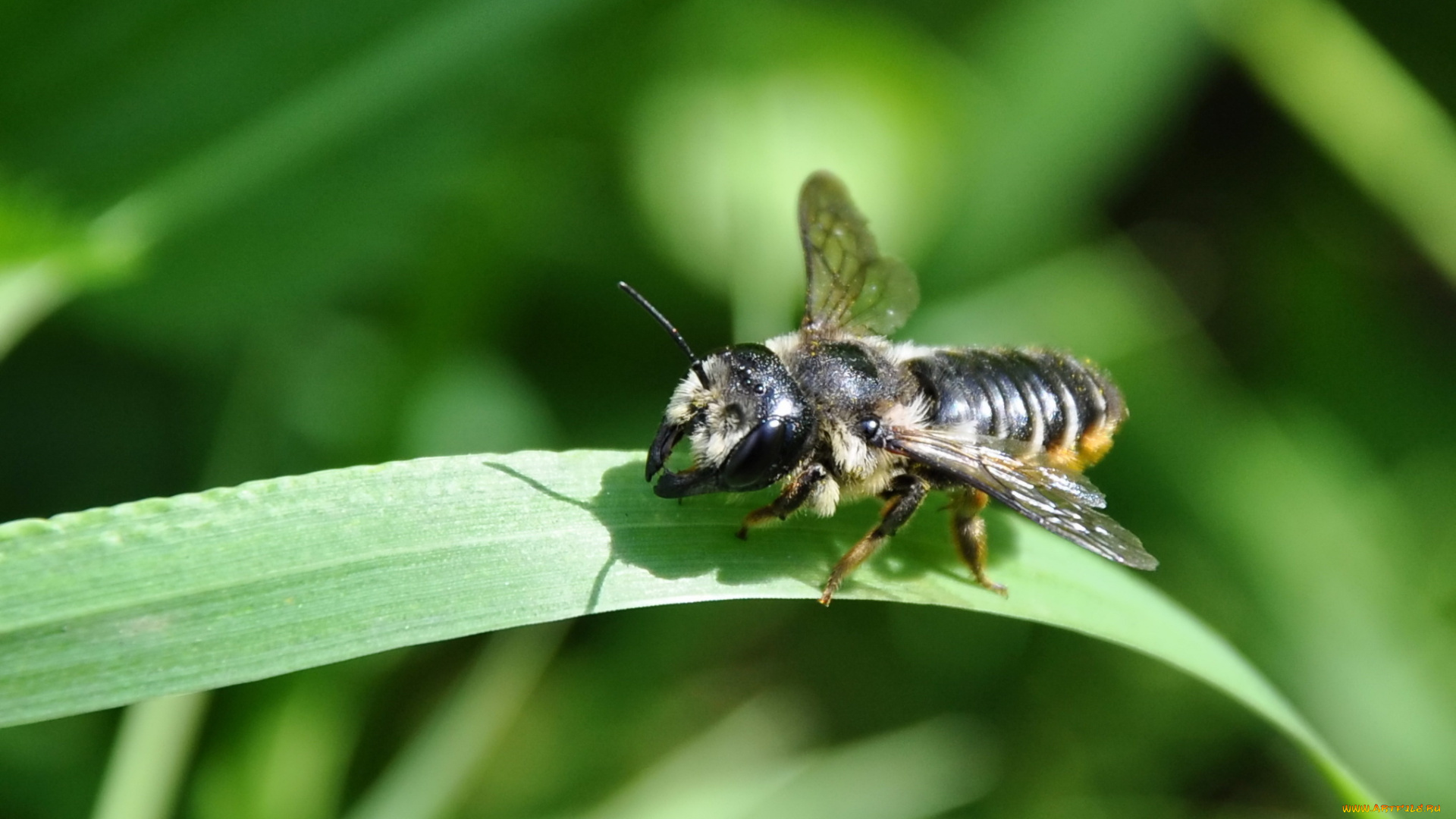 пчела, животные, пчелы, осы, шмели