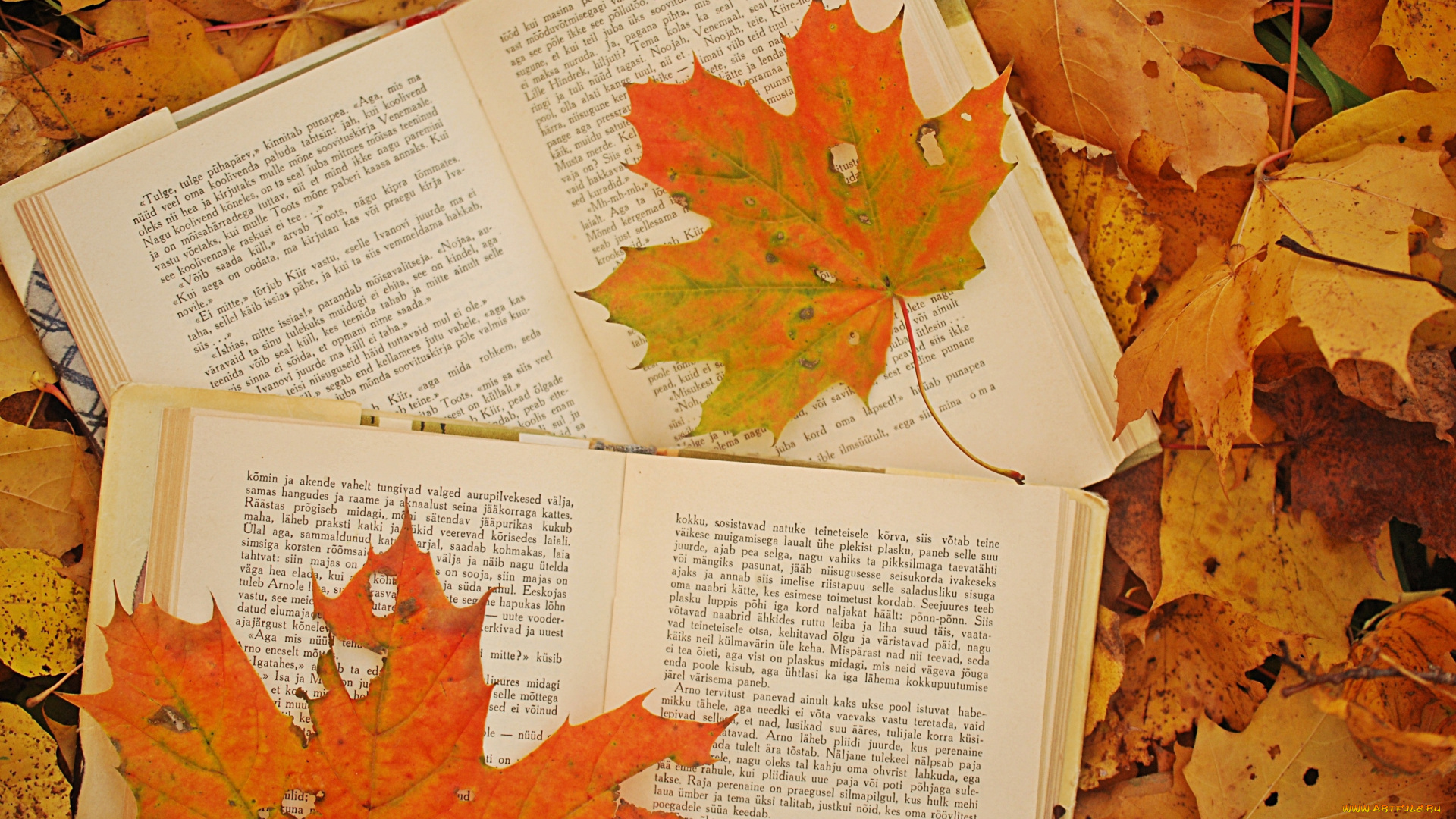 разное, канцелярия, книги, кленовые, листья, осень