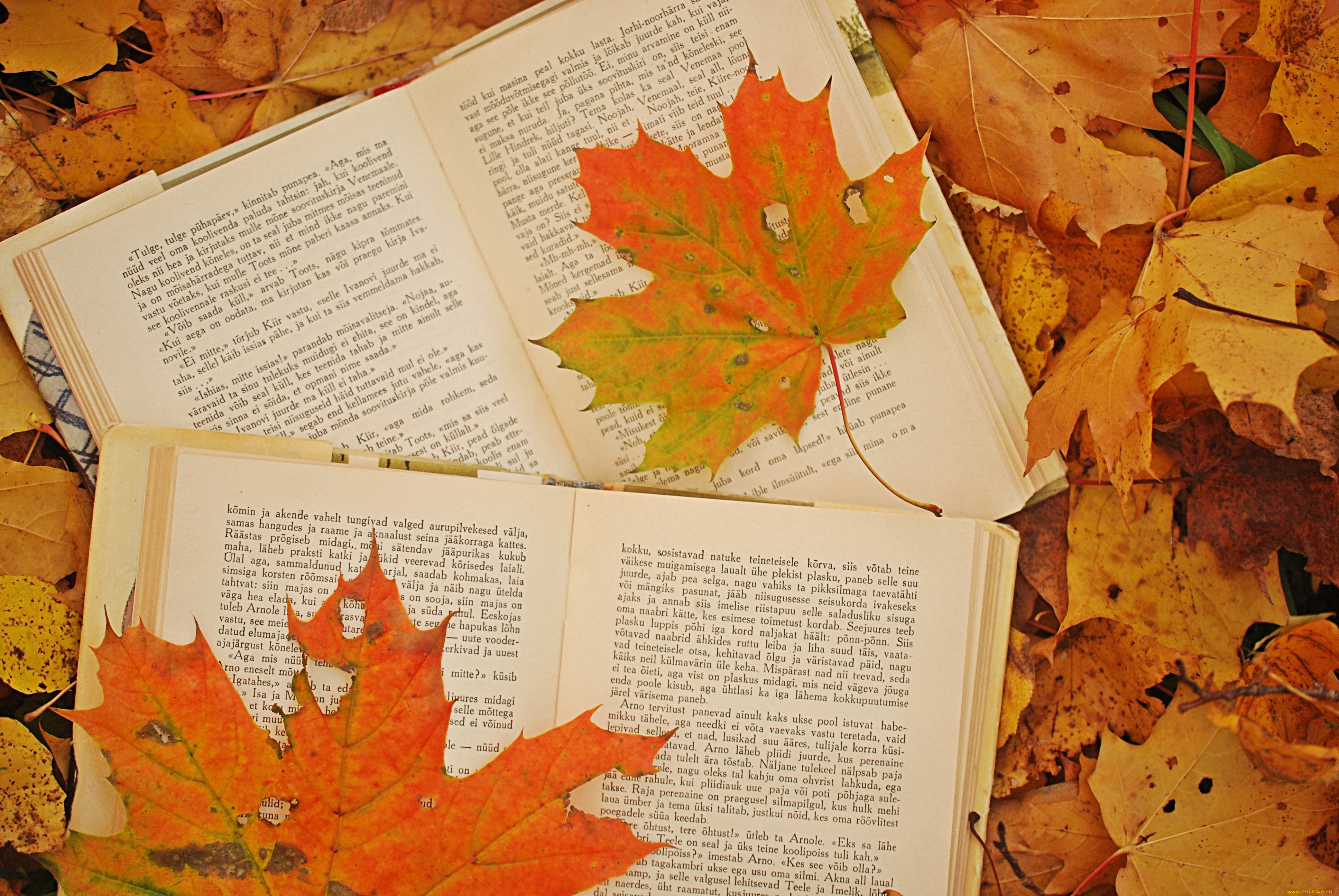 разное, канцелярия, книги, кленовые, листья, осень