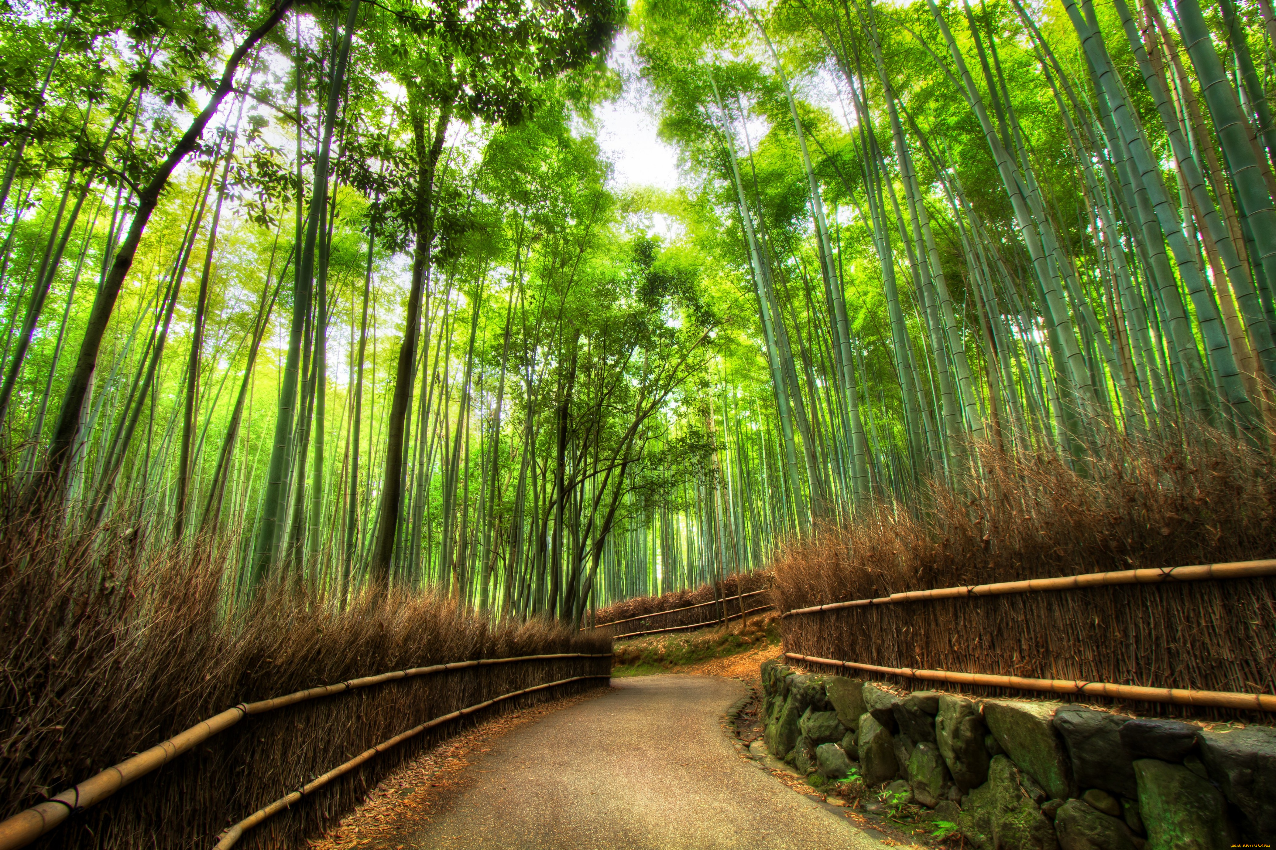 forest, природа, дороги, бамбуковый, лес, дорога