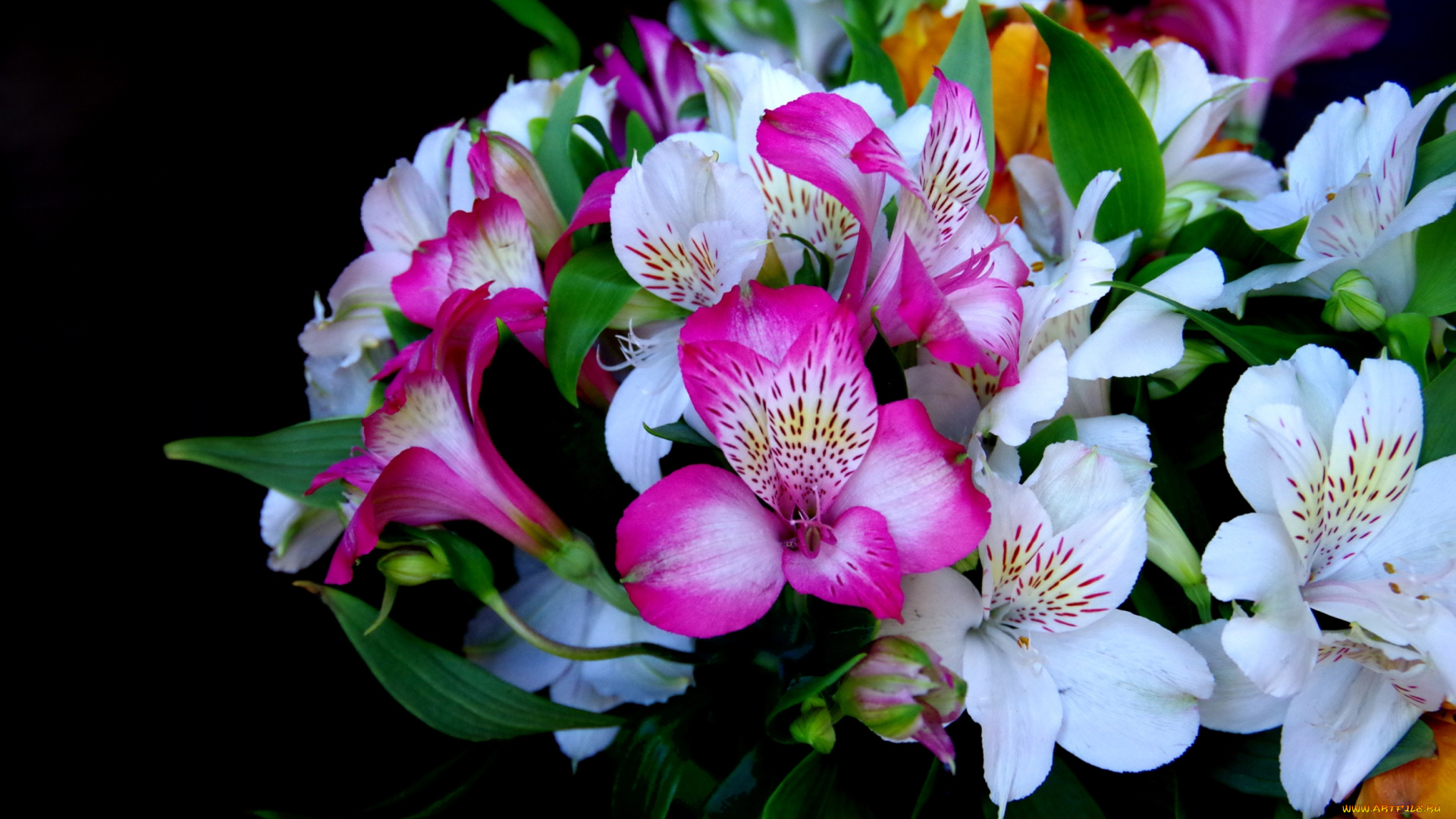 цветы, альстромерия, перуанская, лилия