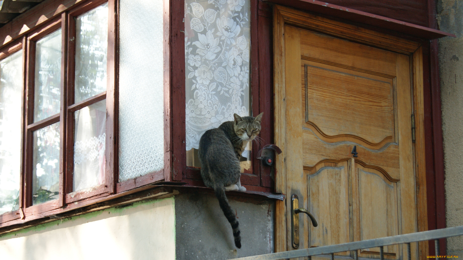 звоню, не, открывают, животные, коты, дверь, кот, звонок