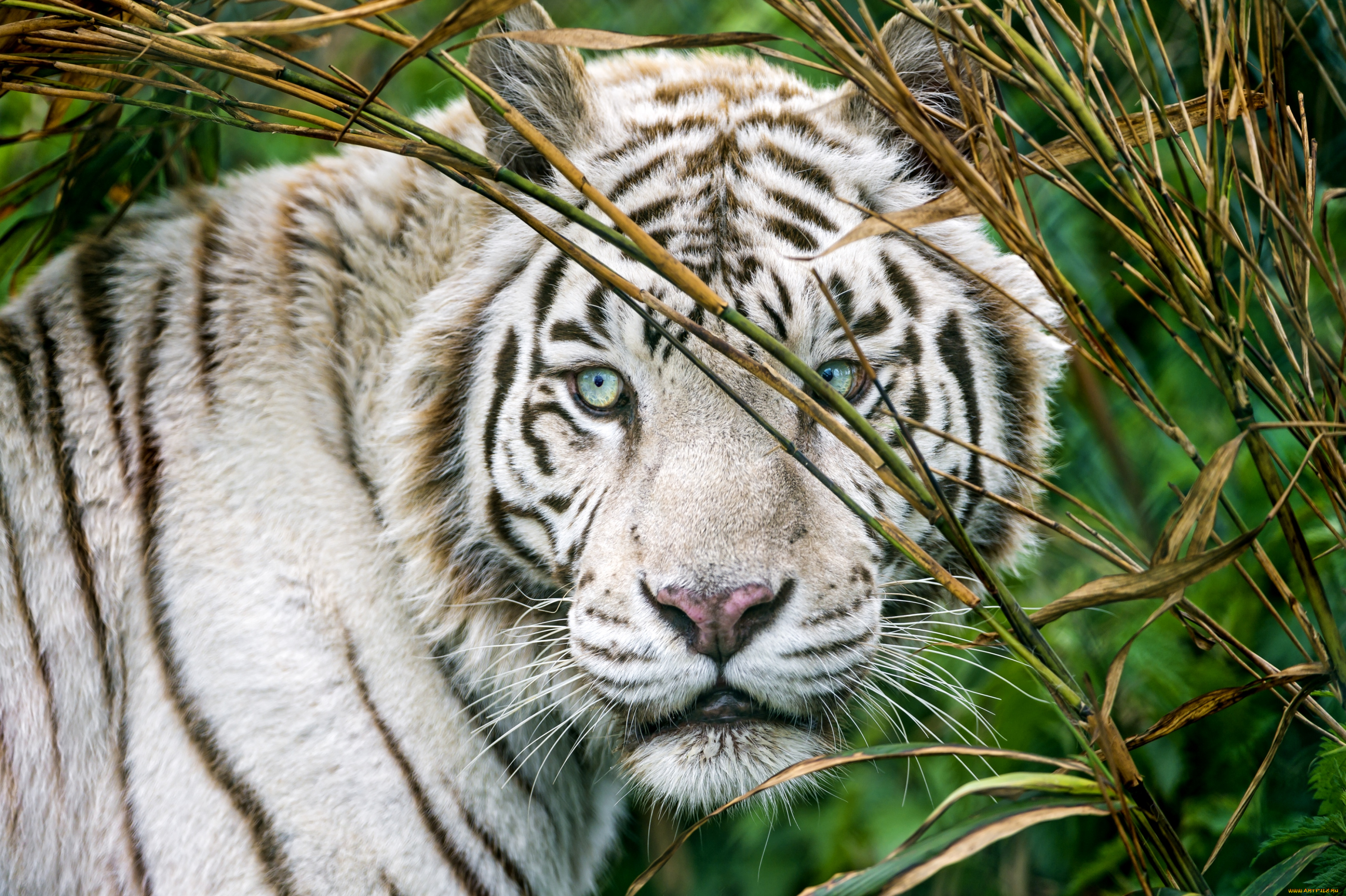 животные, тигры, портрет, глаза