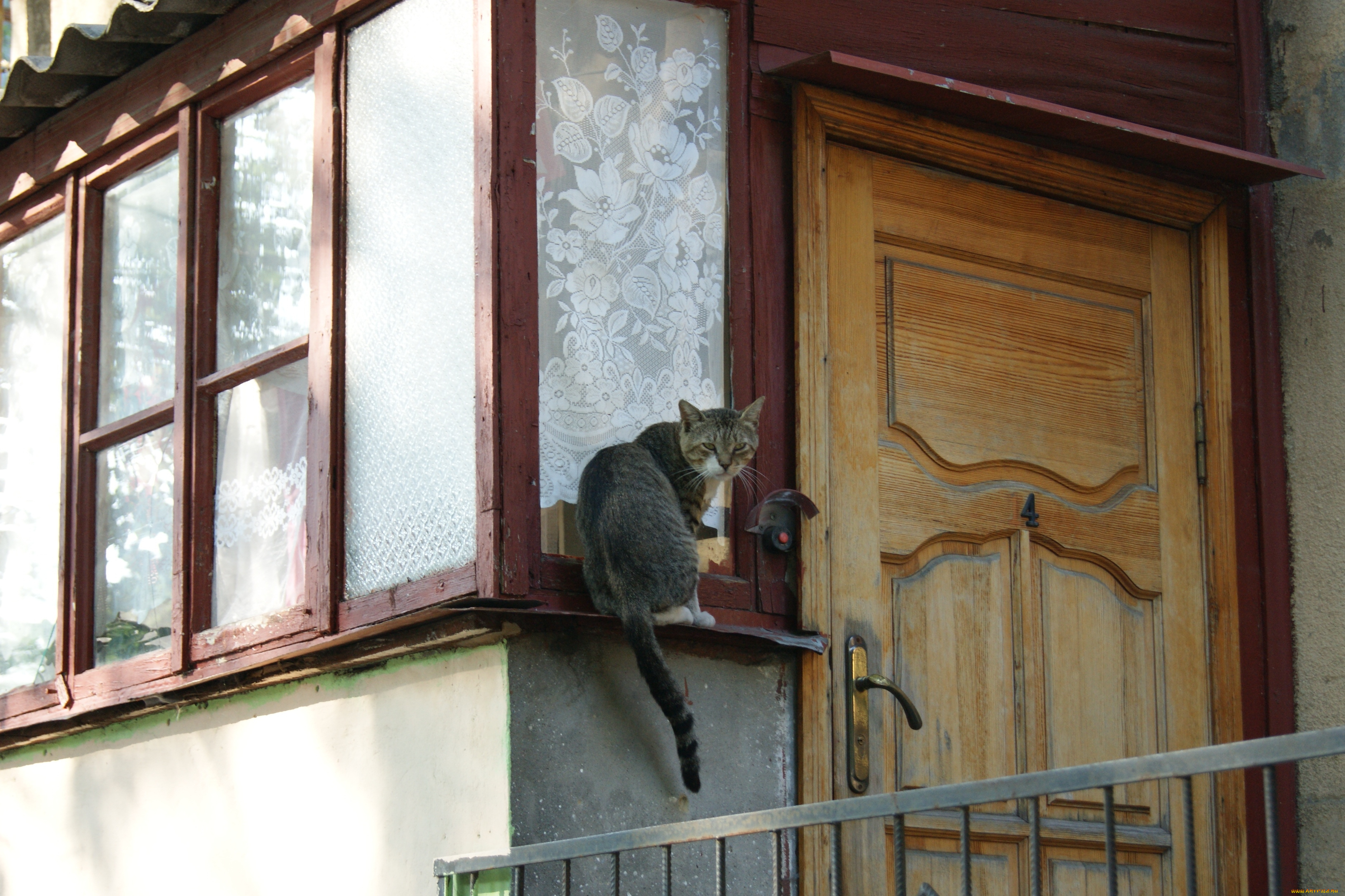 звоню, не, открывают, животные, коты, дверь, кот, звонок
